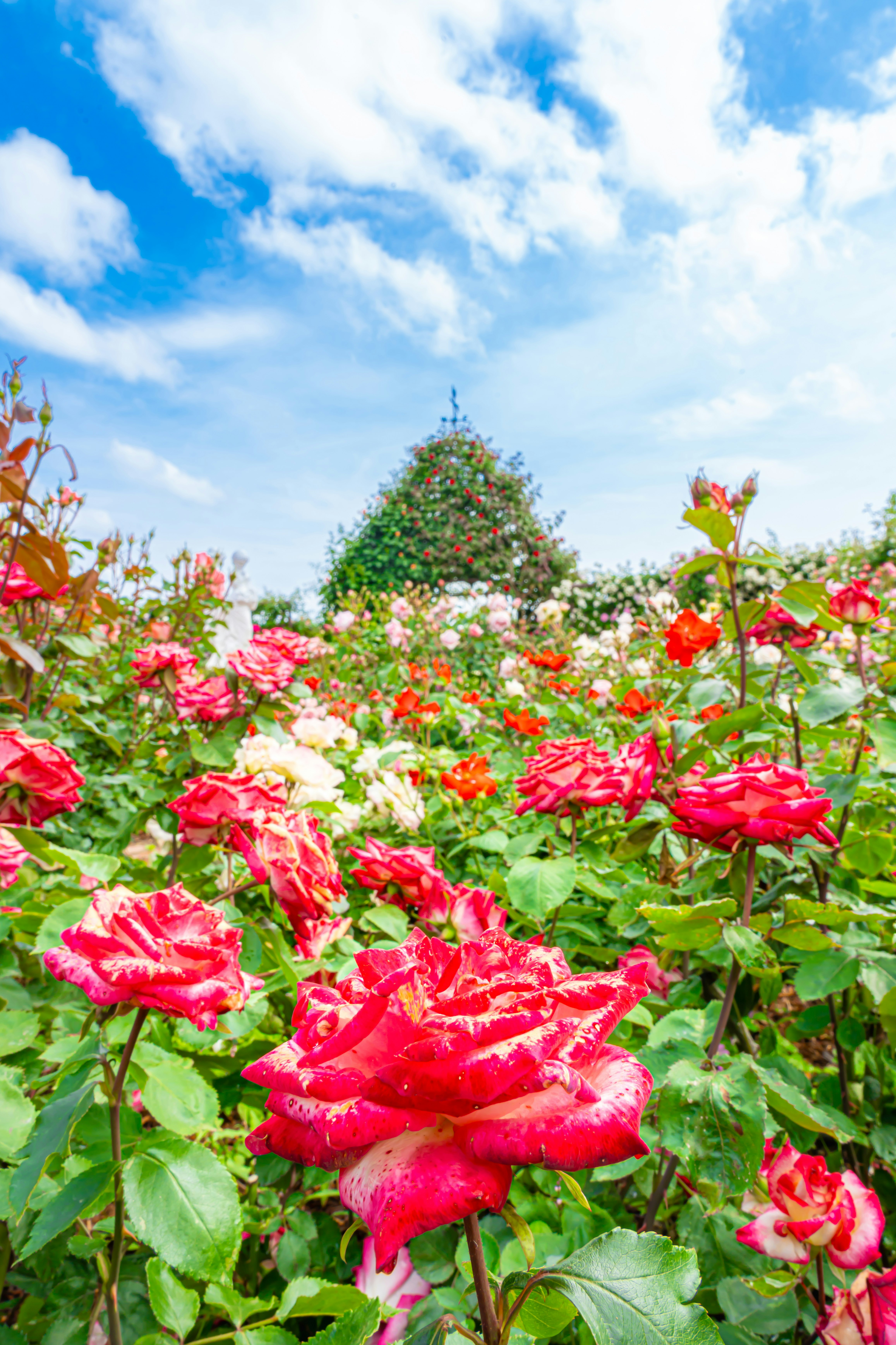 色とりどりのバラが咲く花畑の青空