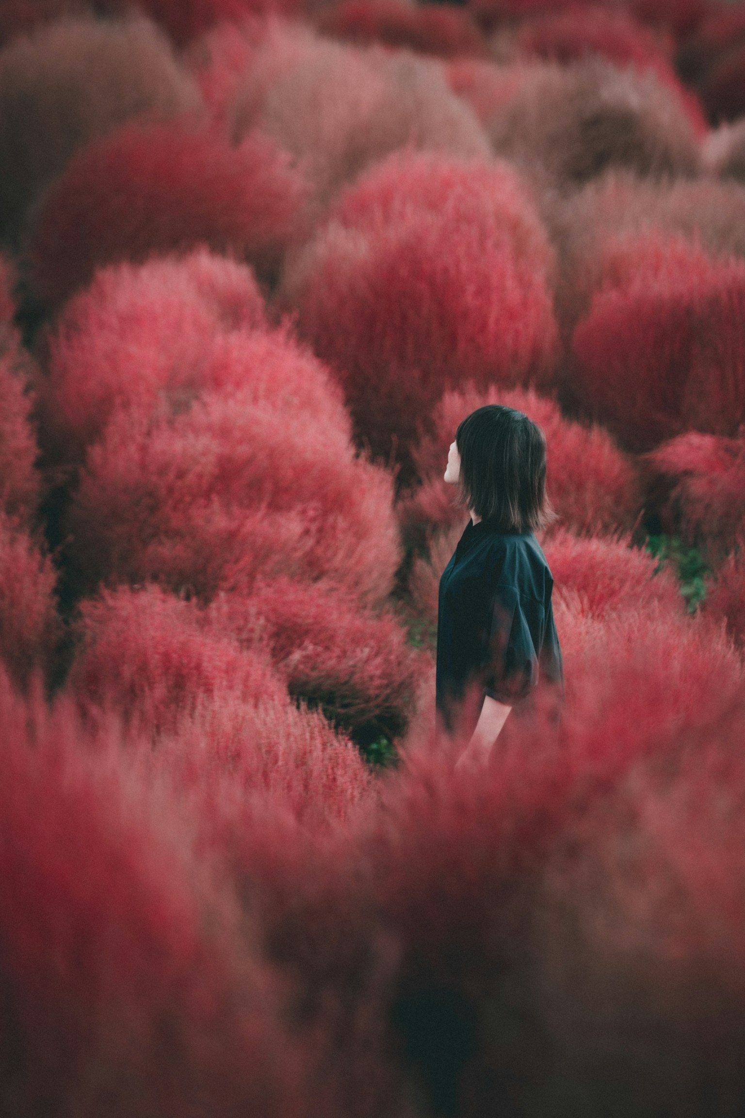 Silhouette of a person standing in a field of red plants