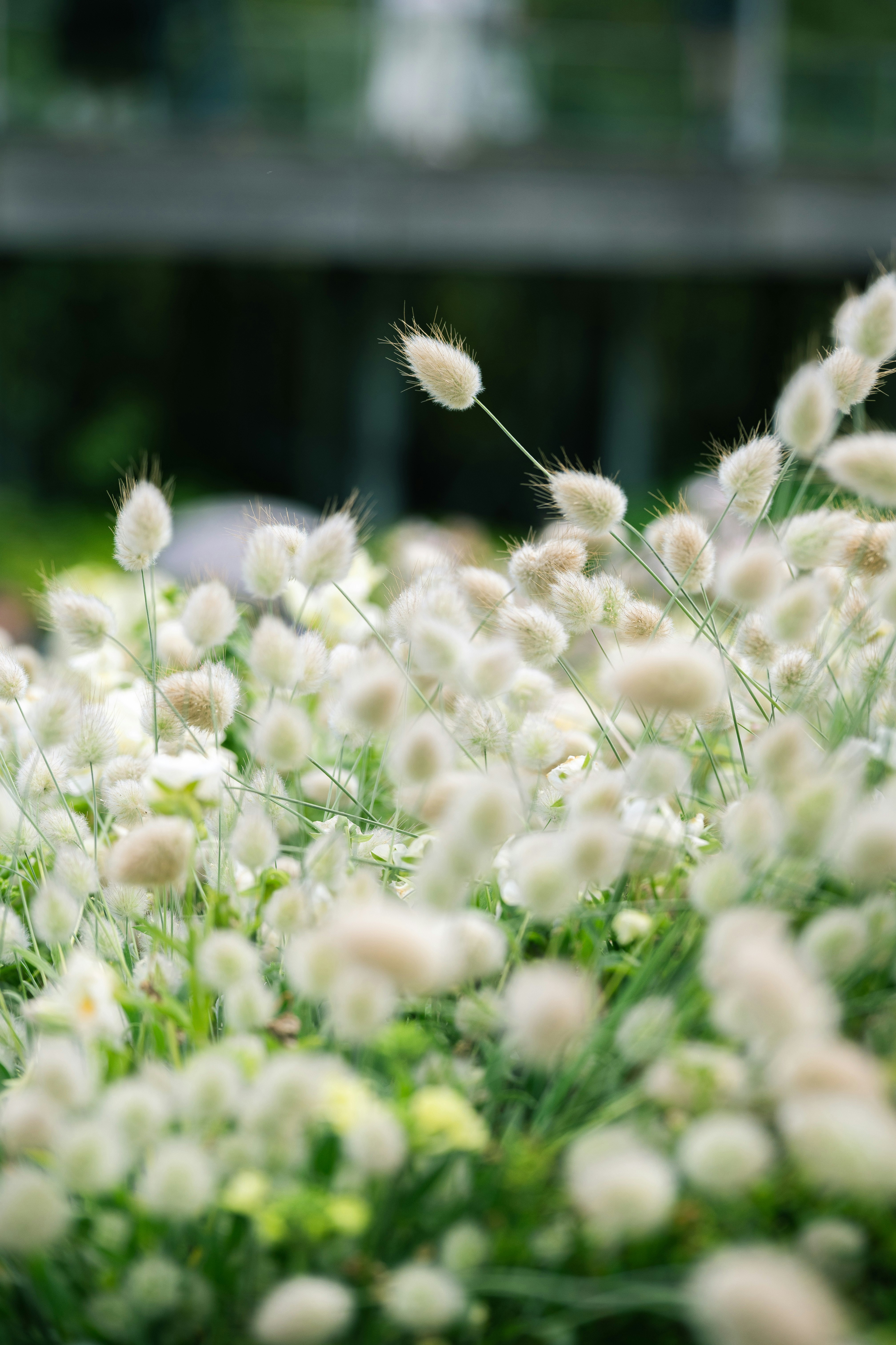 macro of a field of white dandelion-like seed heads