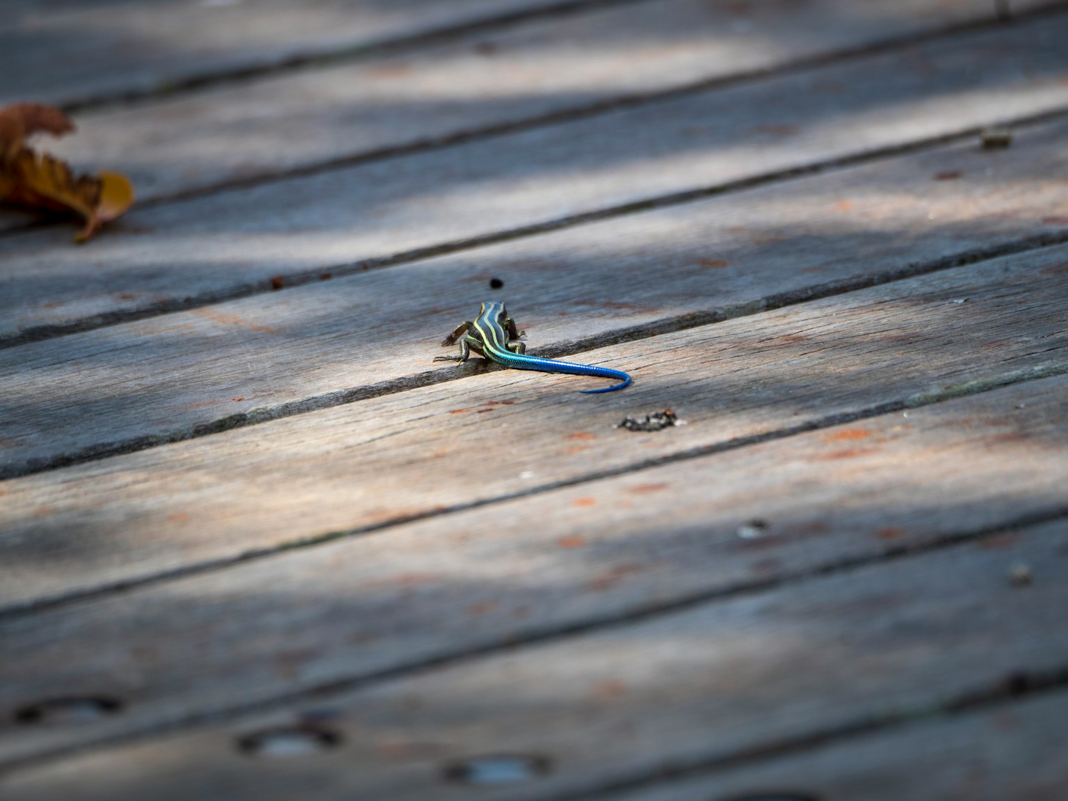 Una pequeña rana con una cola azul en un suelo de madera