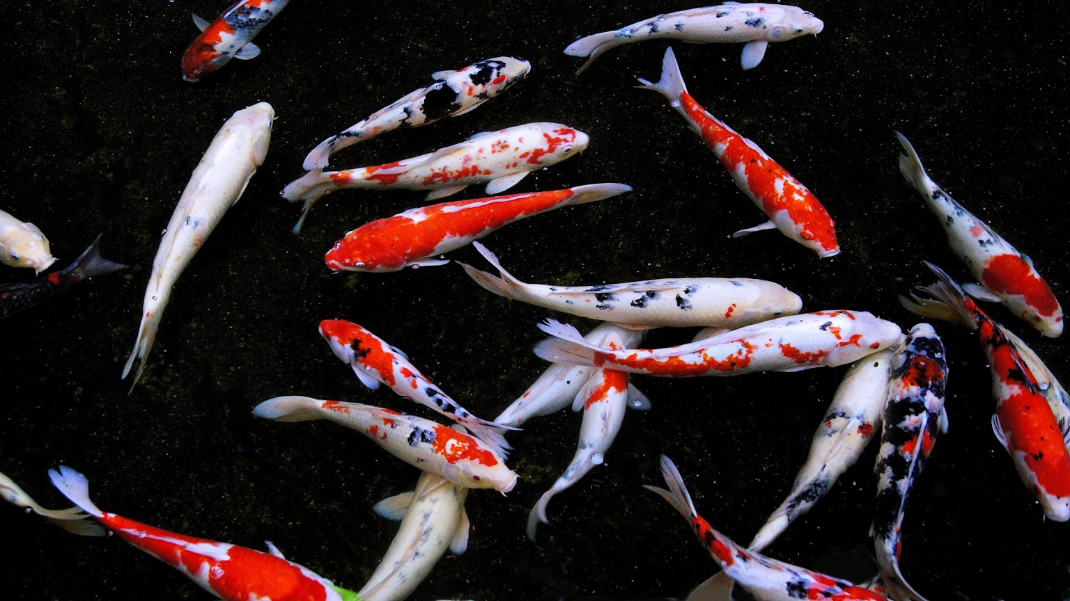 Ikan koi berwarna-warni berenang di air gelap