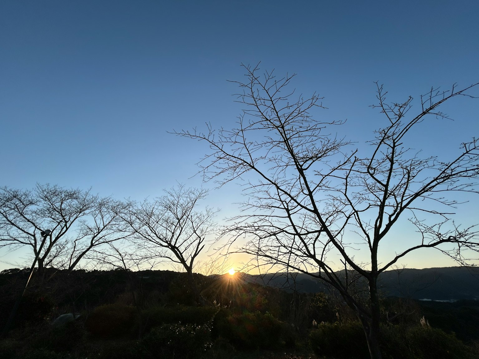 Silhouetted trees against a sunset with a clear blue sky