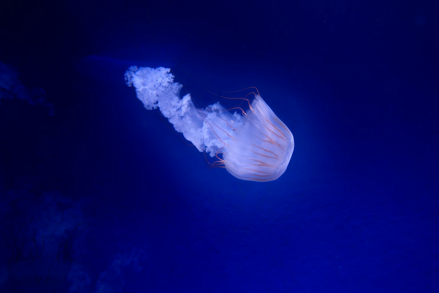 Una medusa nadando con gracia en aguas azules profundas