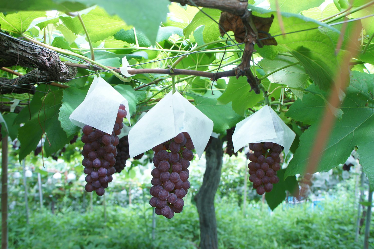 Bunches of grapes covered with white bags surrounded by green leaves in a vineyard