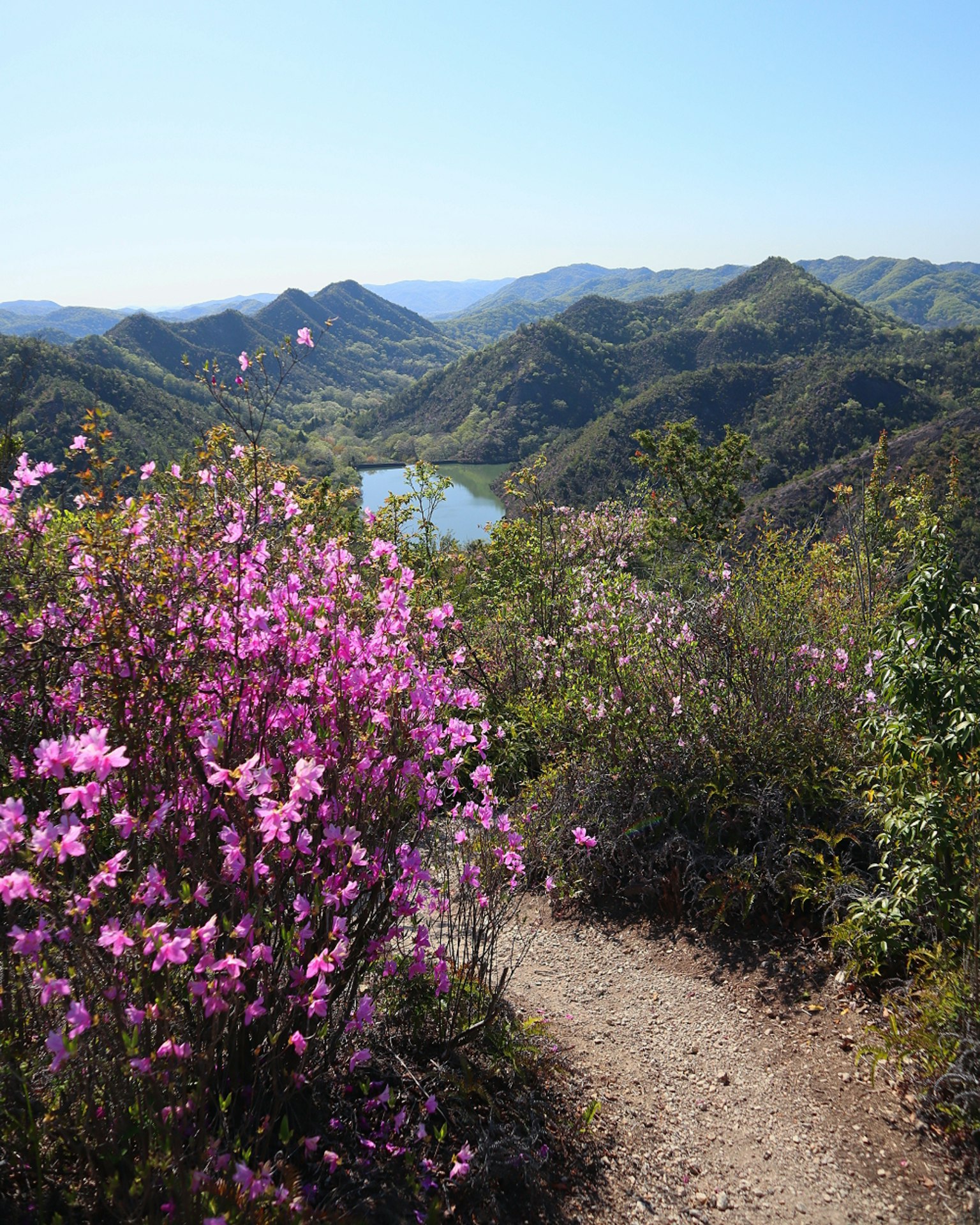 Vista panoramica di fiori rosa con montagne e un lago sullo sfondo