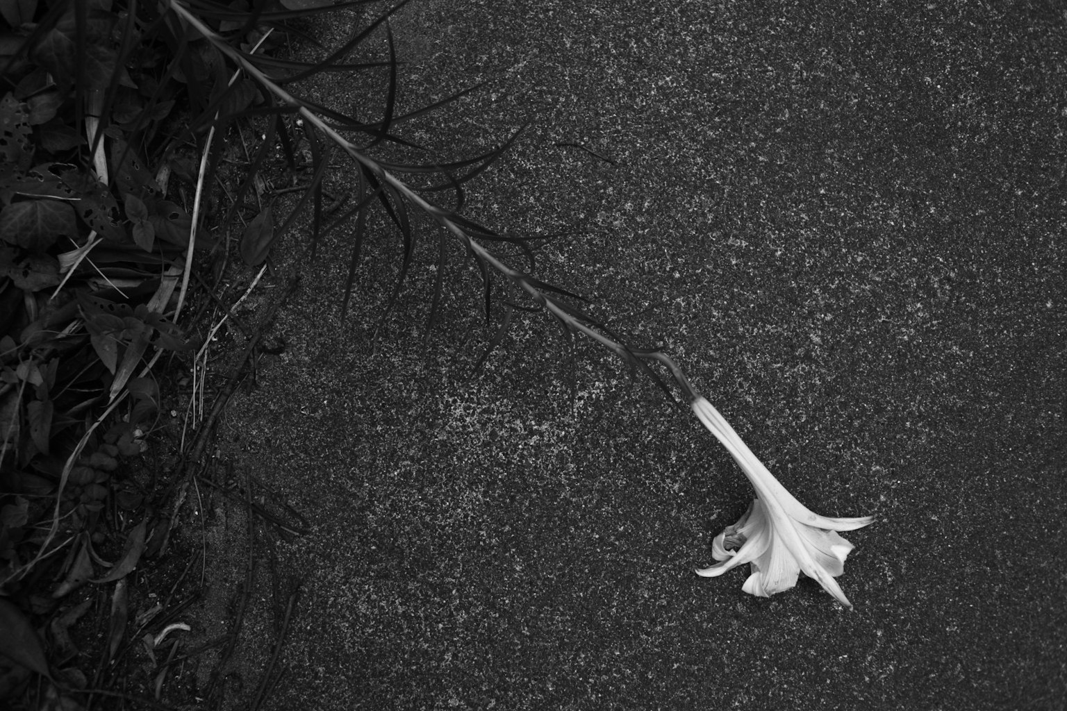 A white flower lying on the ground in black and white