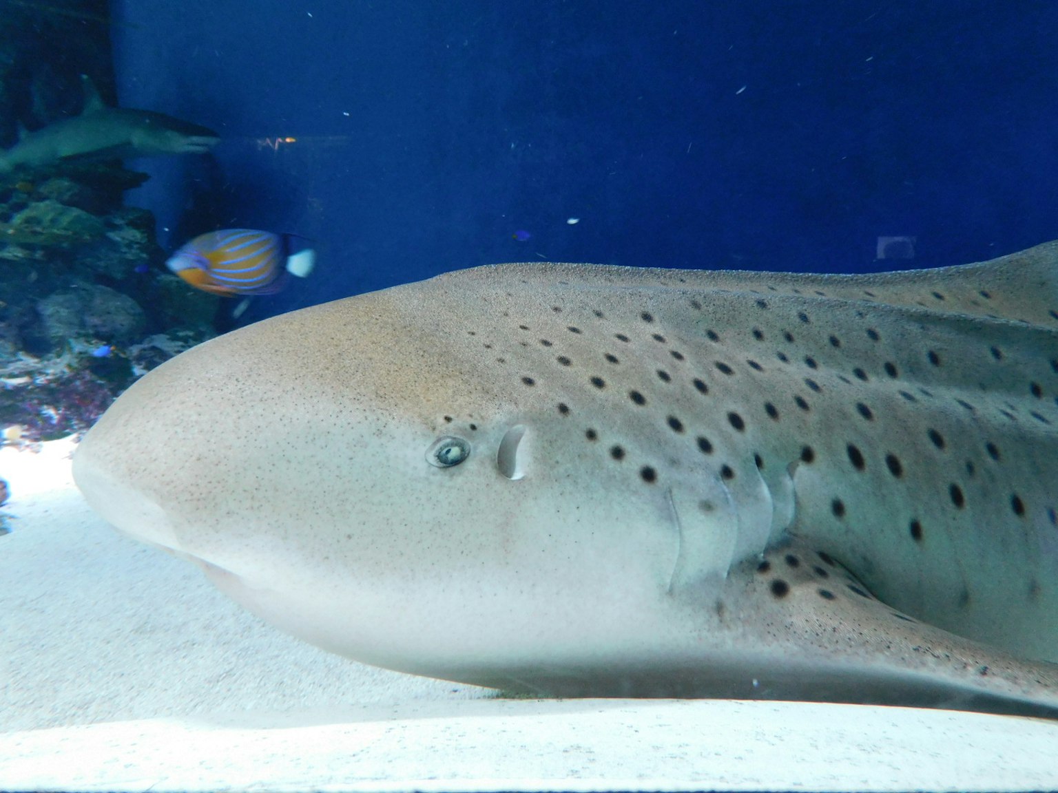 Squalo che nuota vicino a una razza leopardata in acquario