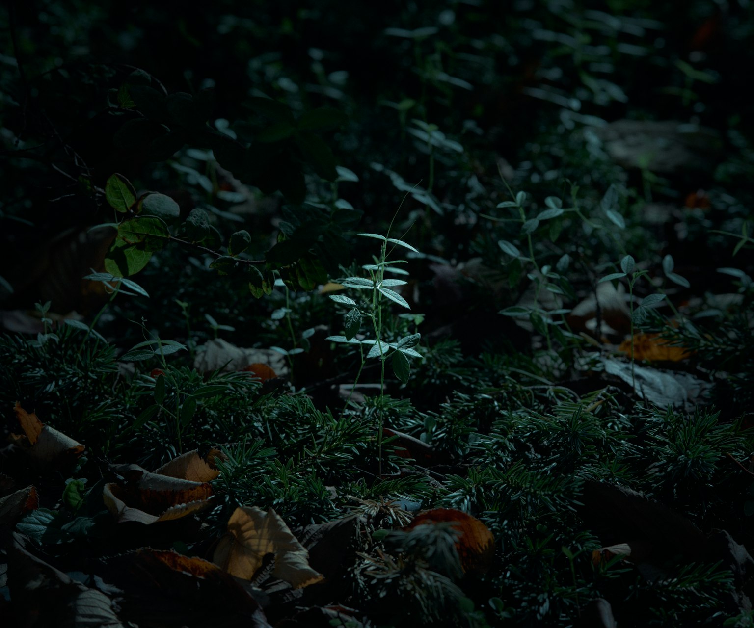 Una pequeña planta iluminada en un entorno forestal oscuro