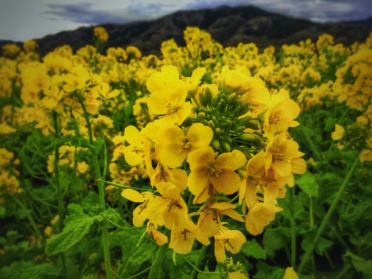 なの花畑の黄色い菜の花と山並みの風景