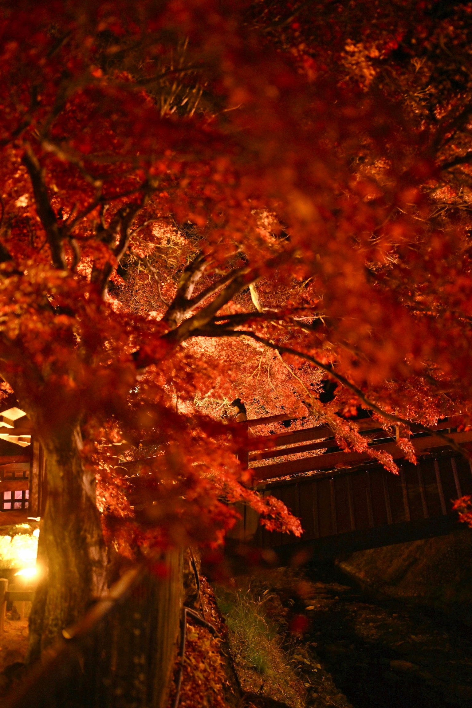 赤く染まる紅葉の並木と街灯の夜景
