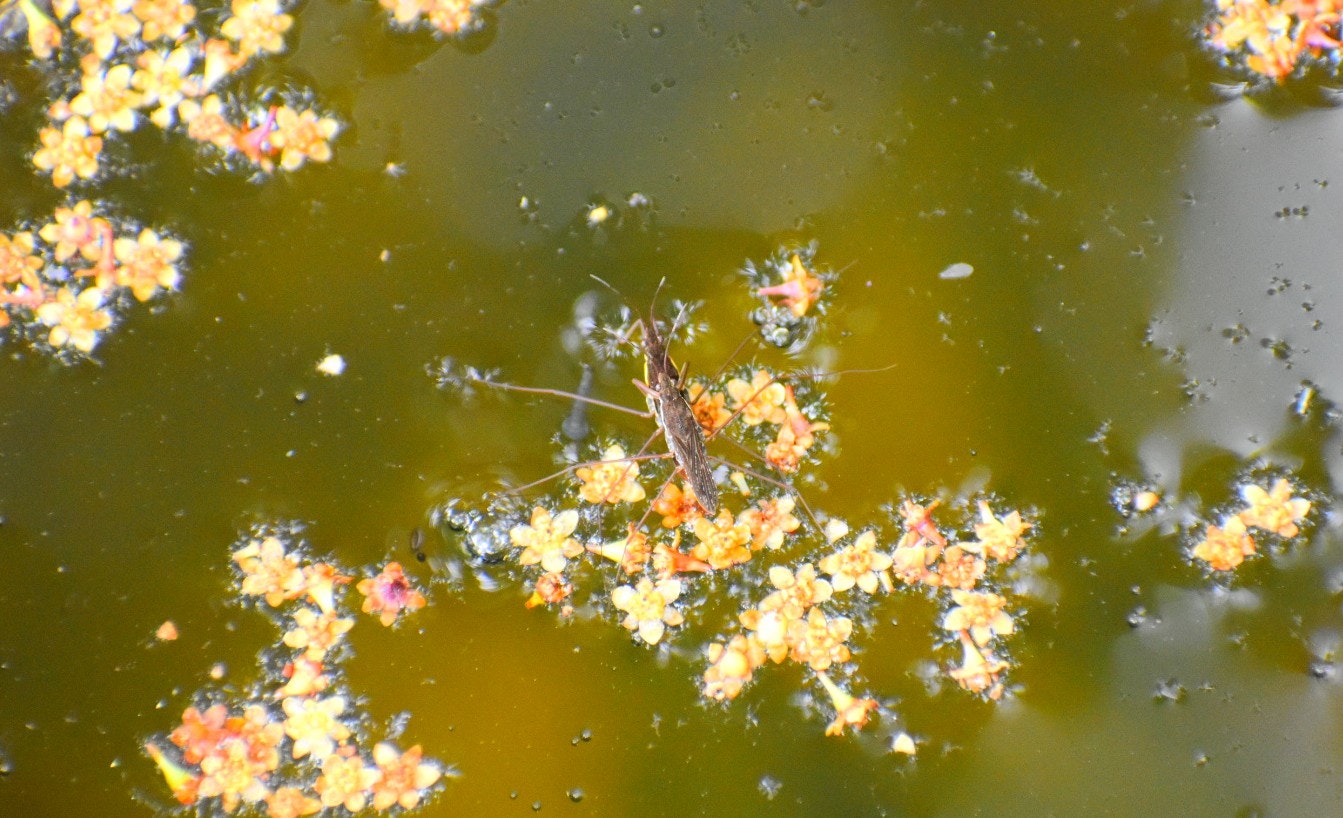 アメンボが泳ぐ池の水面と花の浮遊