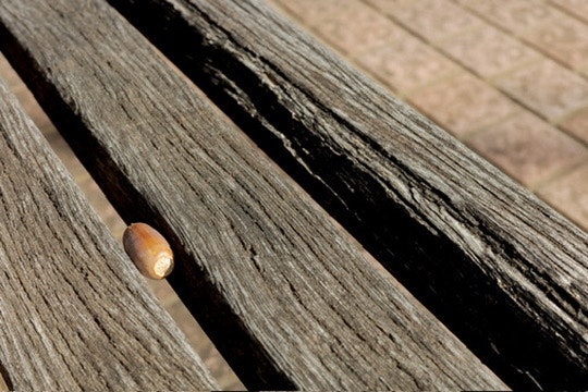 木の板に並ぶ小さな木の実