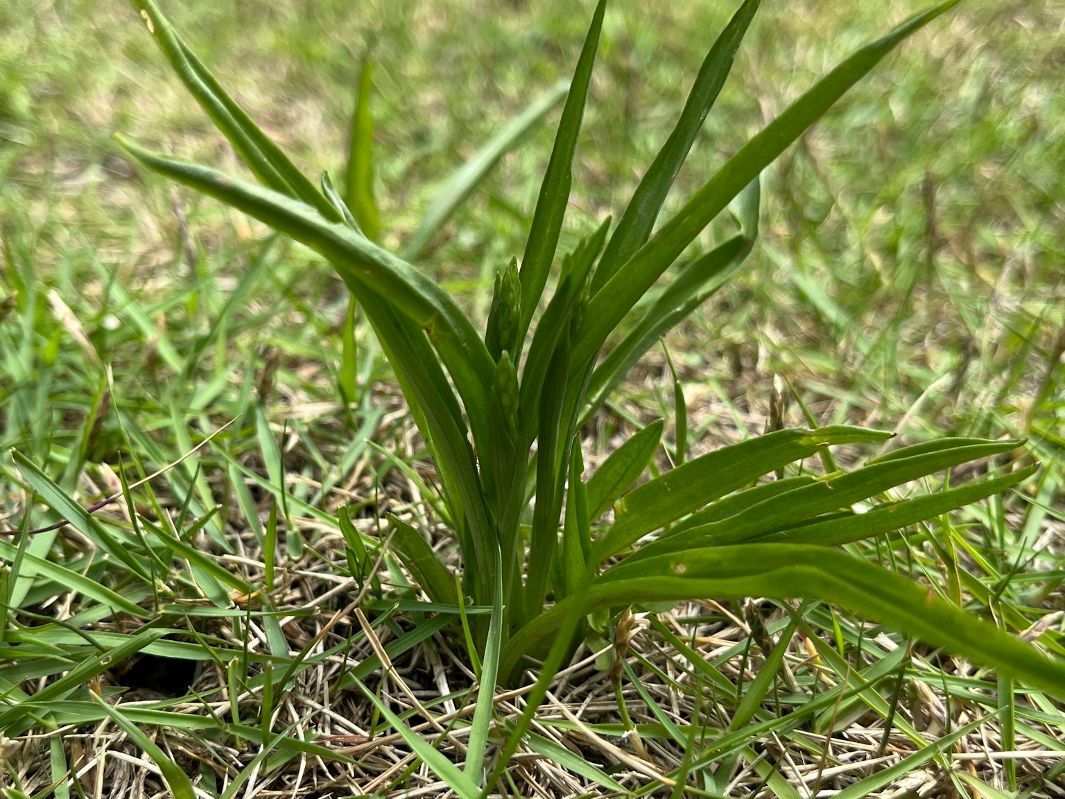 Close-up rumput hijau tumbuh di tanah