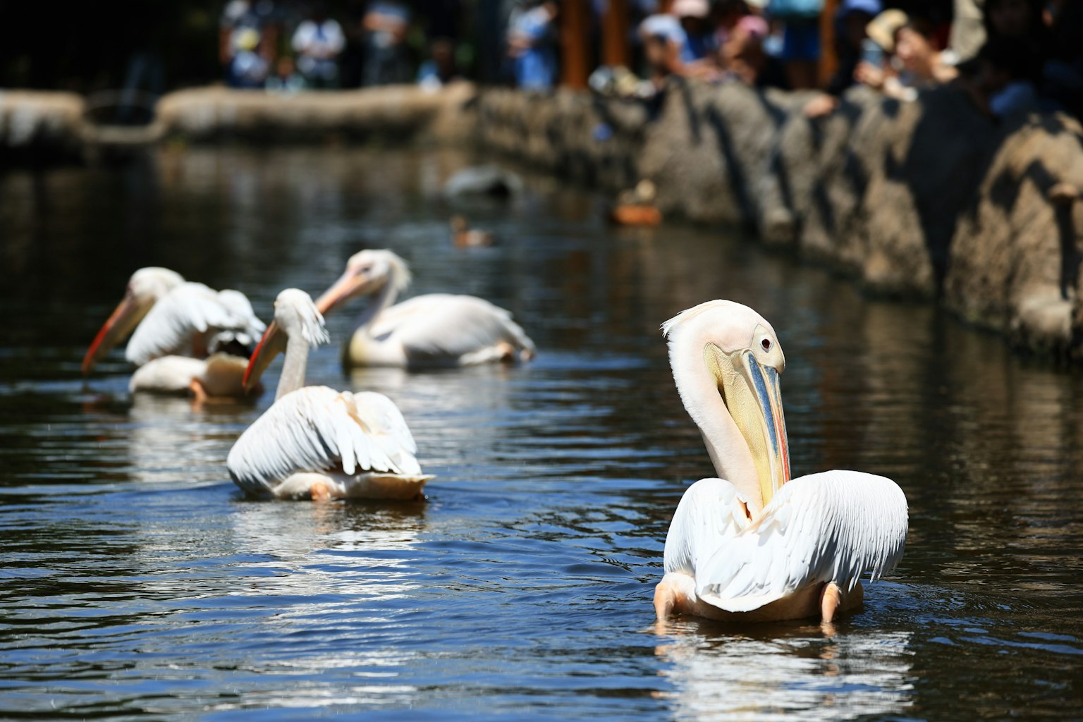 White pelicans swimming in the water with spectators nearby