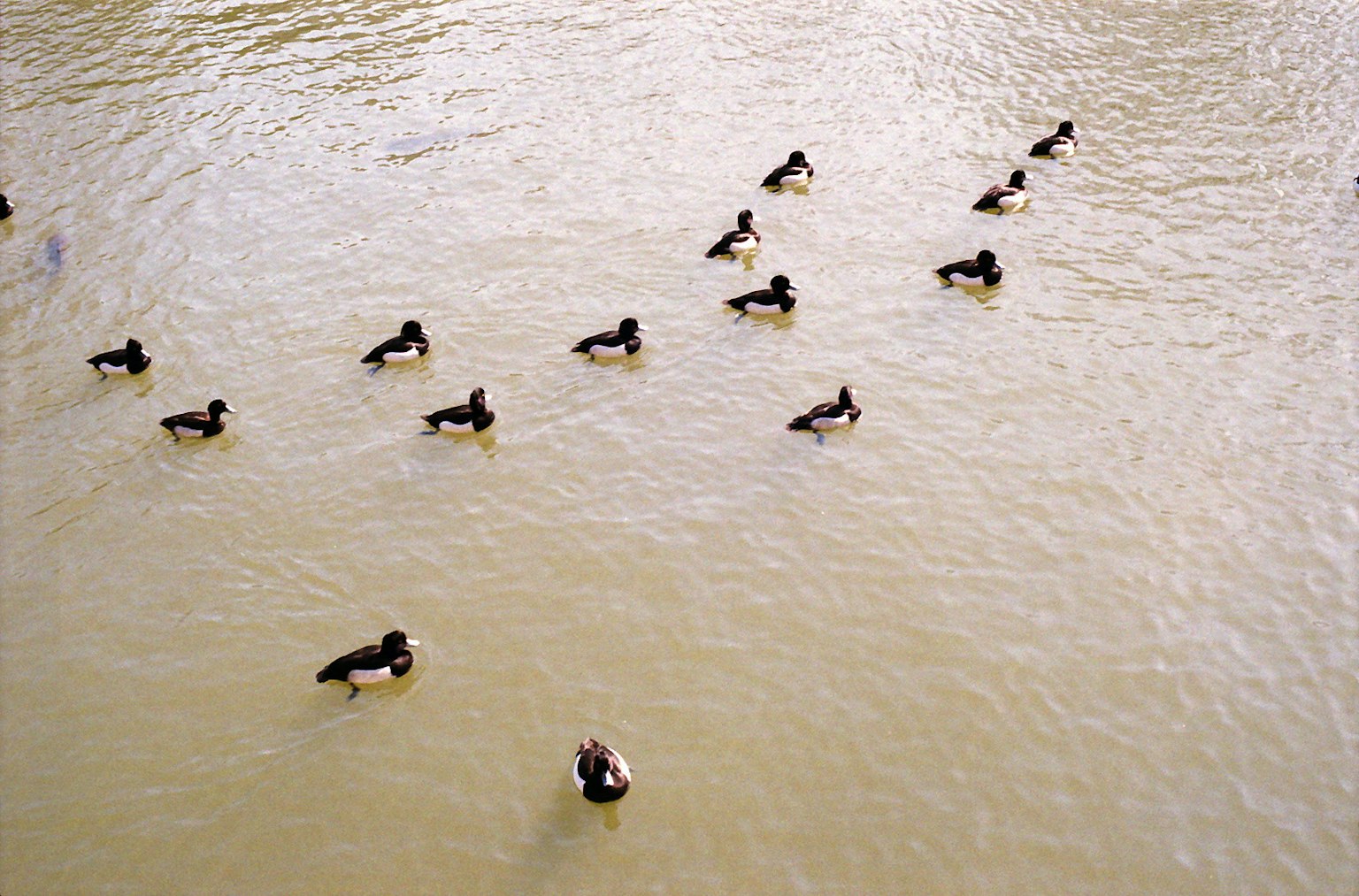 Un gruppo di anatre che nuotano sulla superficie dell'acqua