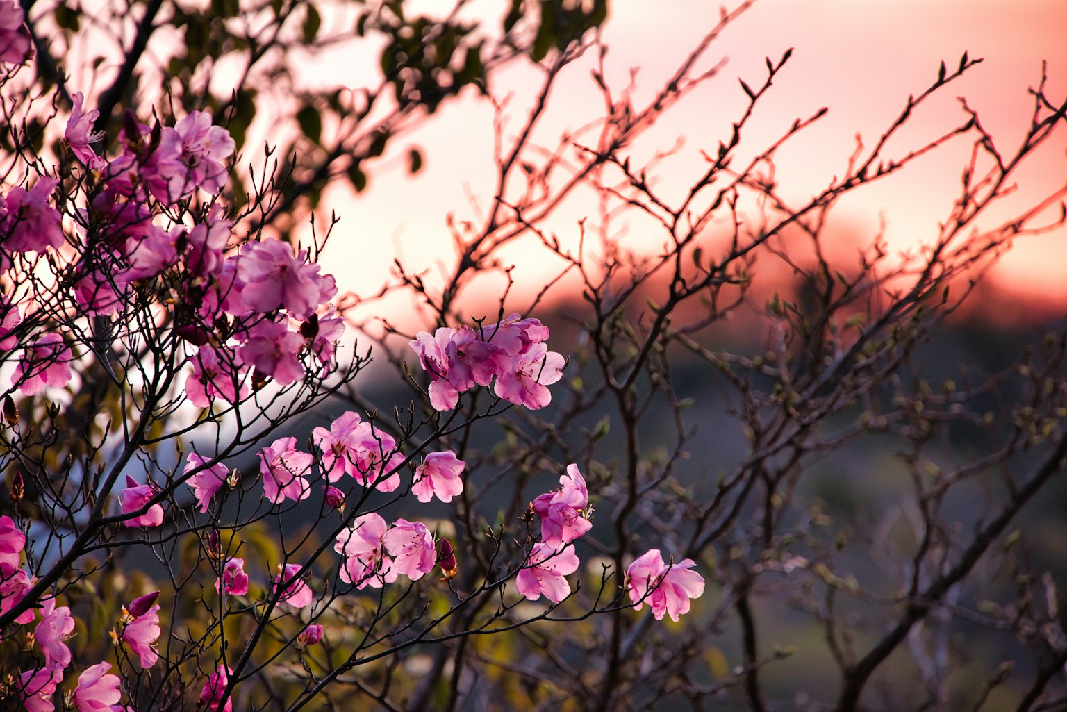 Beau contraste de fleurs roses et de branches fines contre un coucher de soleil