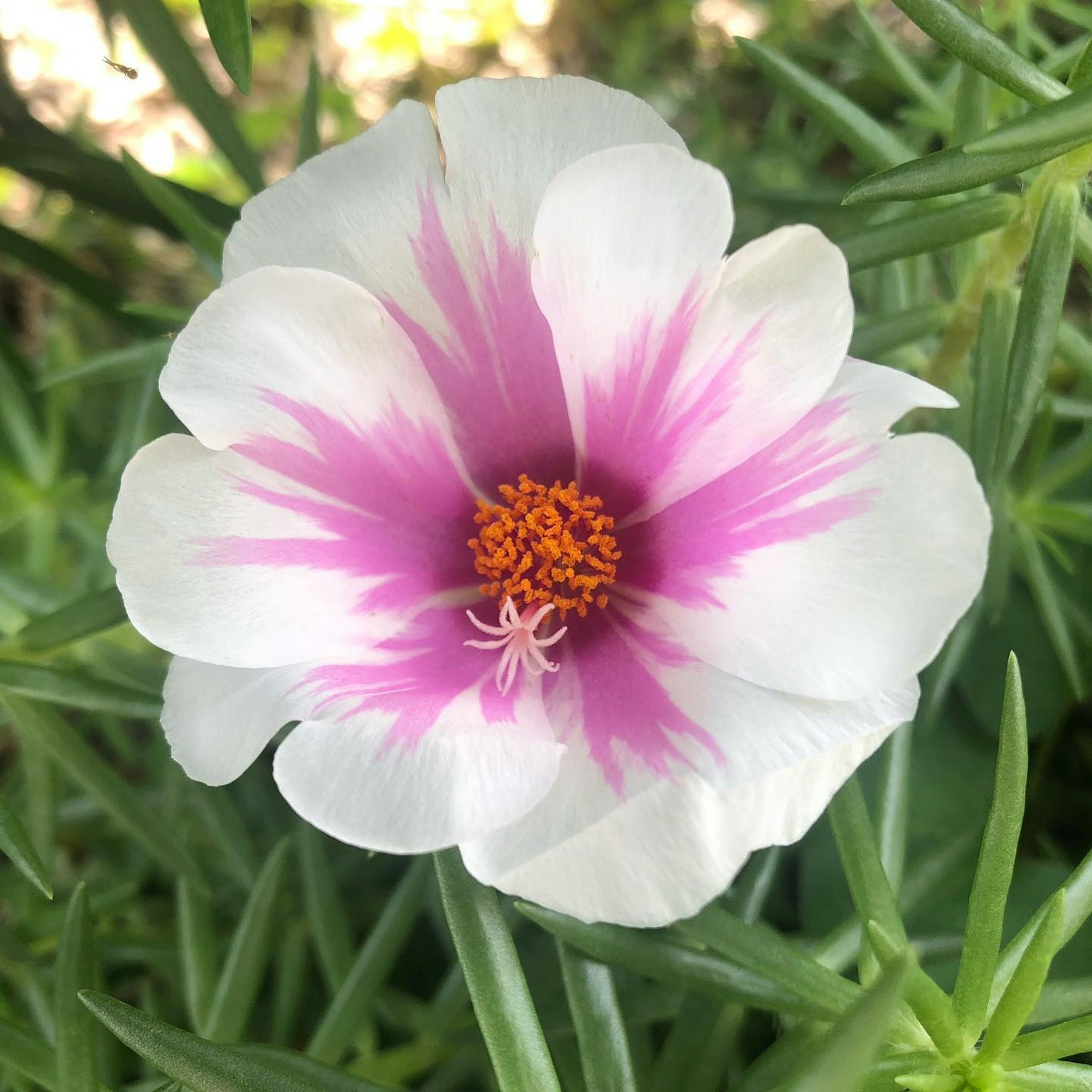 A beautiful flower with white and pink petals featuring an orange center surrounded by green leaves