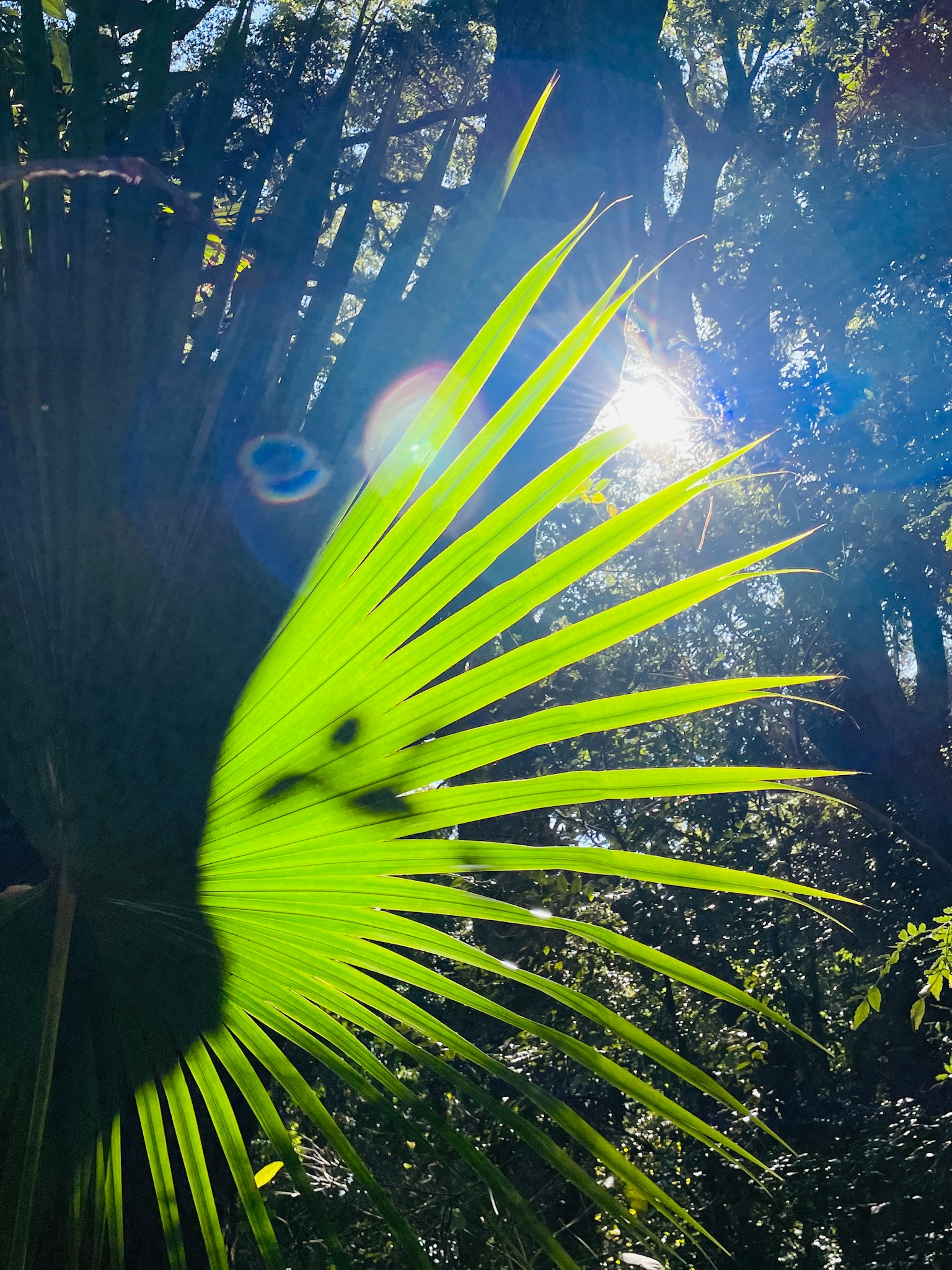 Foglia di palma verde brillante illuminata dalla luce del sole con alberi sullo sfondo