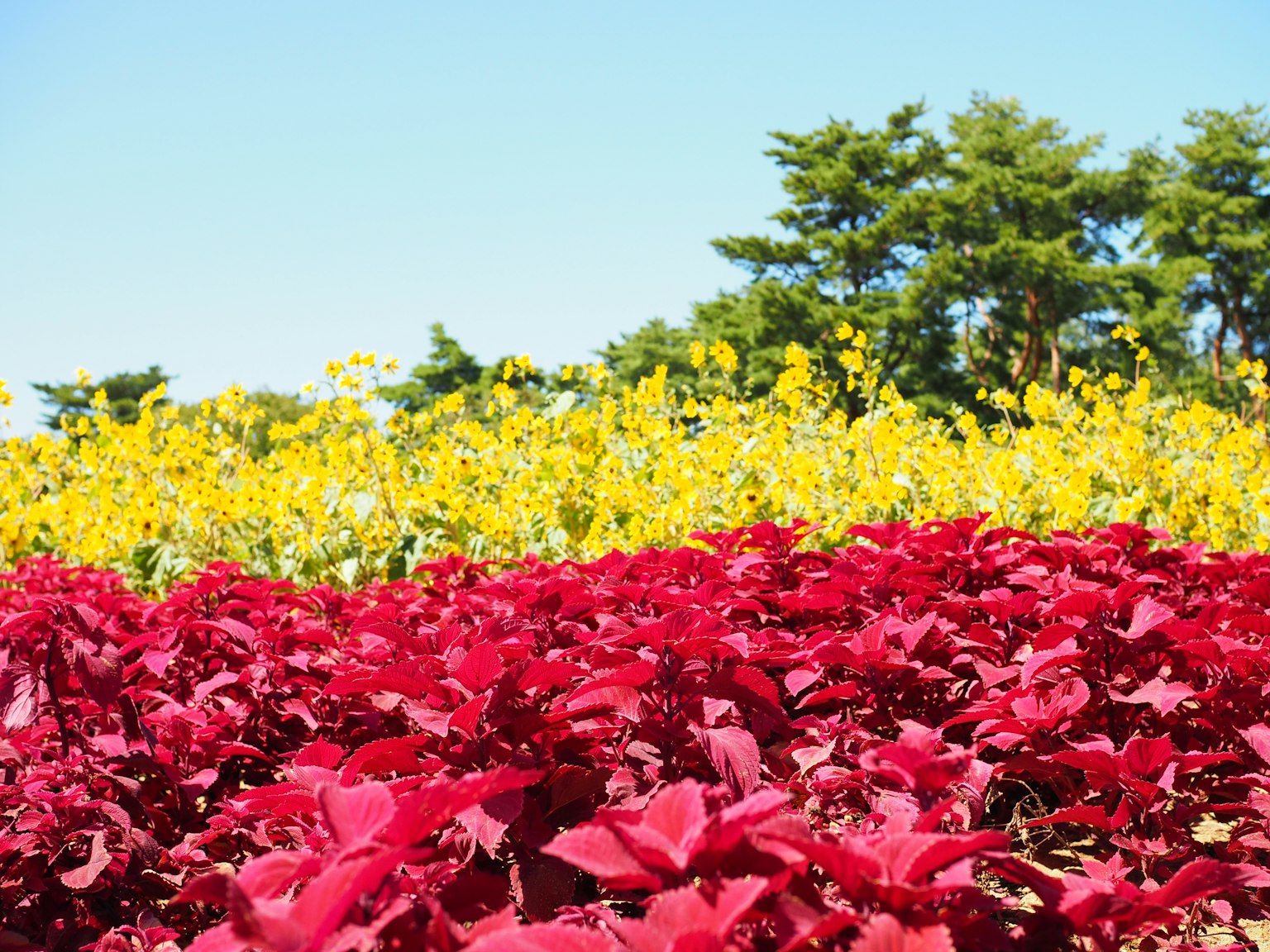 Champs de fleurs rouges et jaunes vibrants avec une verdure luxuriante