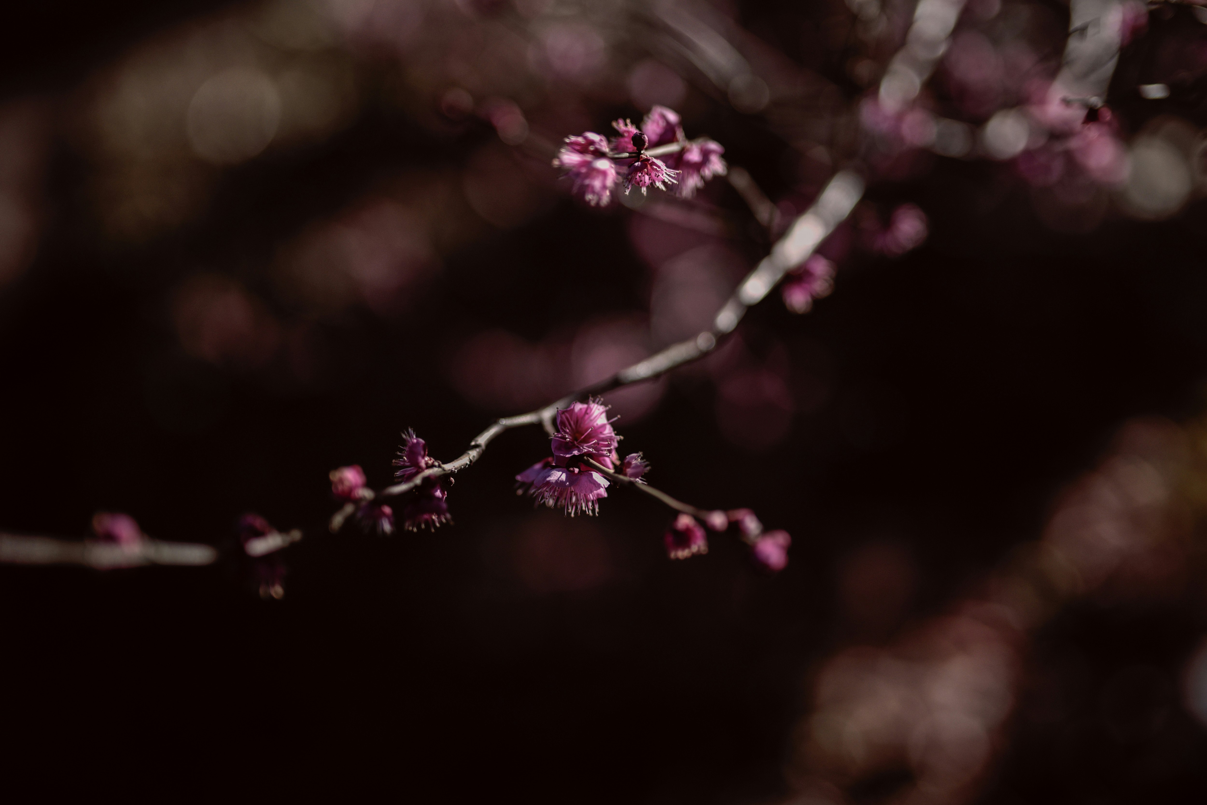 close-up bunga plum merah dengan bokeh di ranting