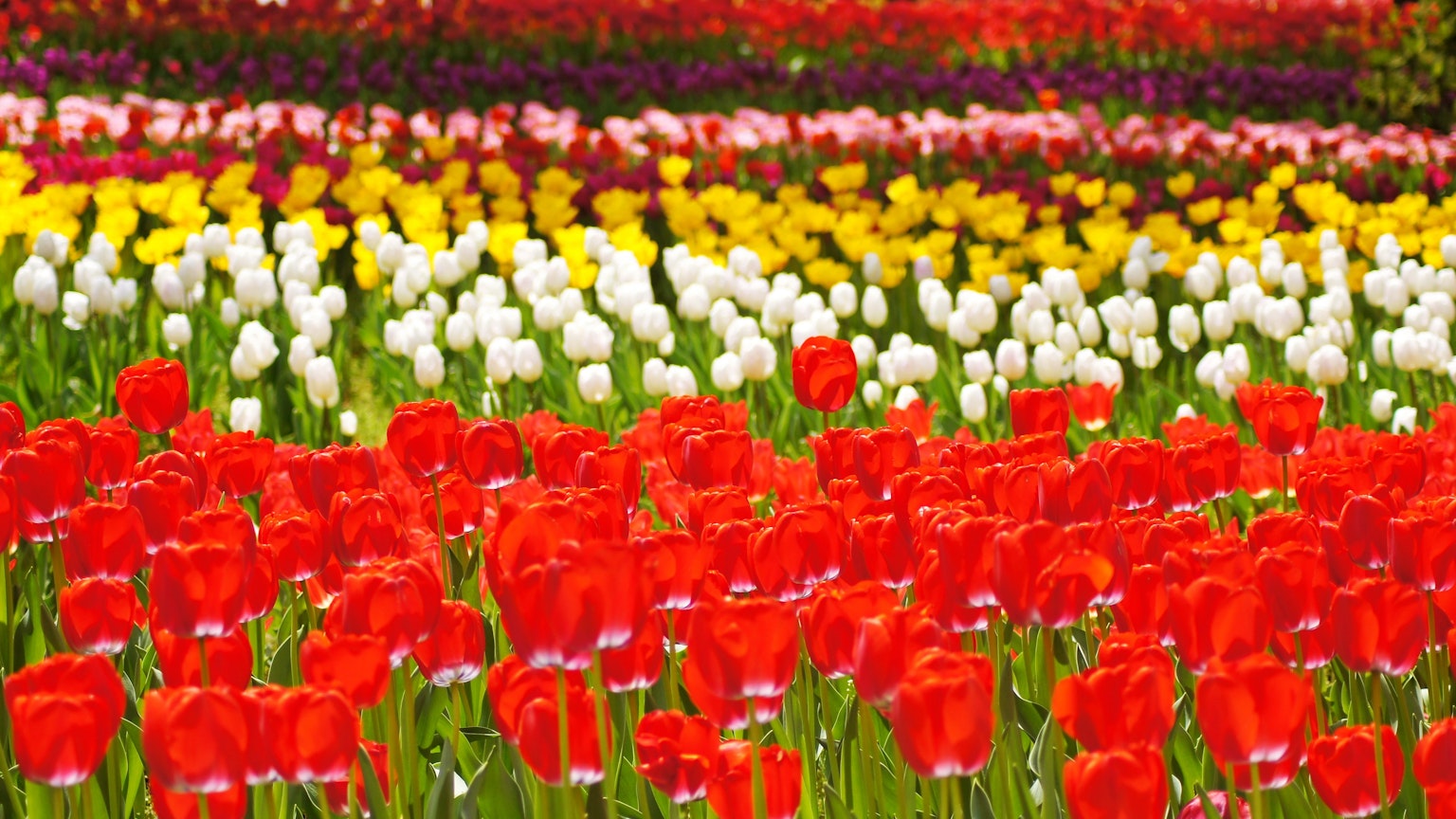 Lebendiges Tulpenfeld mit roten, weißen und gelben Tulpen