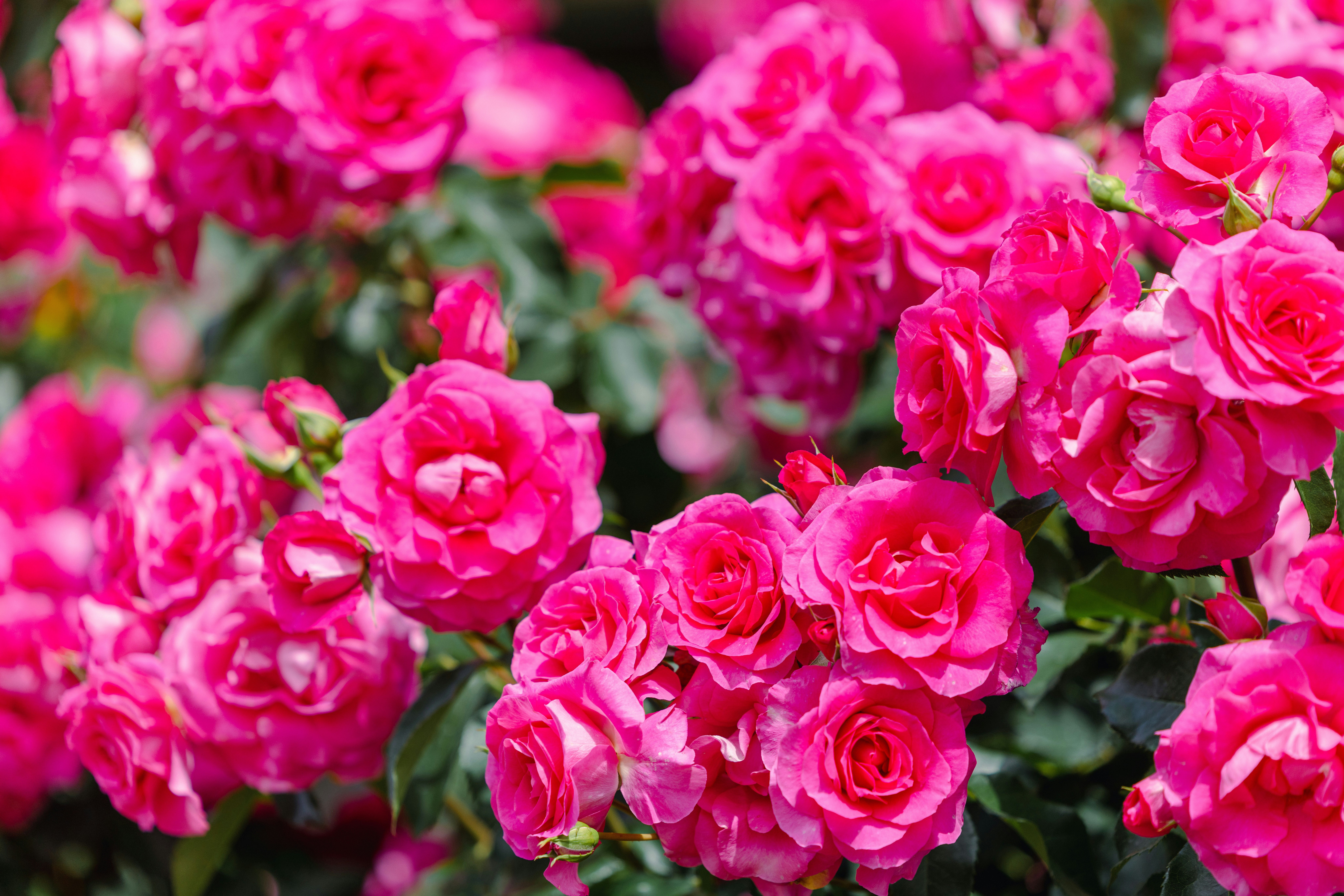 Nahaufnahme von leuchtend pinken Rosen in voller Blüte