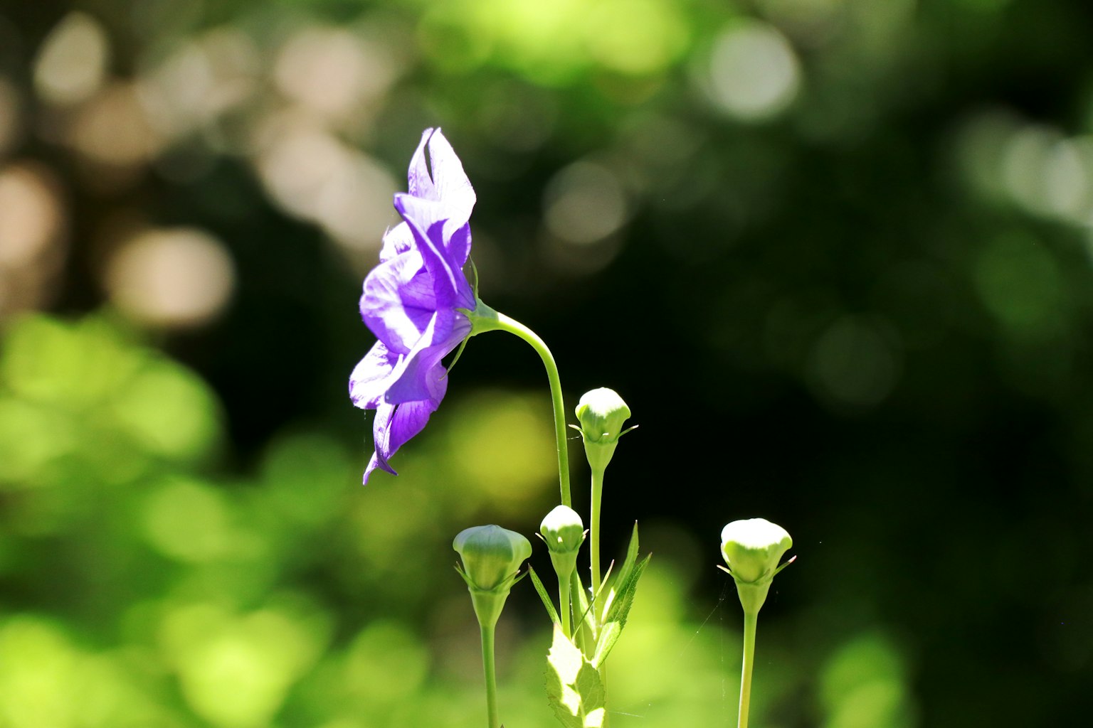 Fleur violette et boutons sur un fond vert