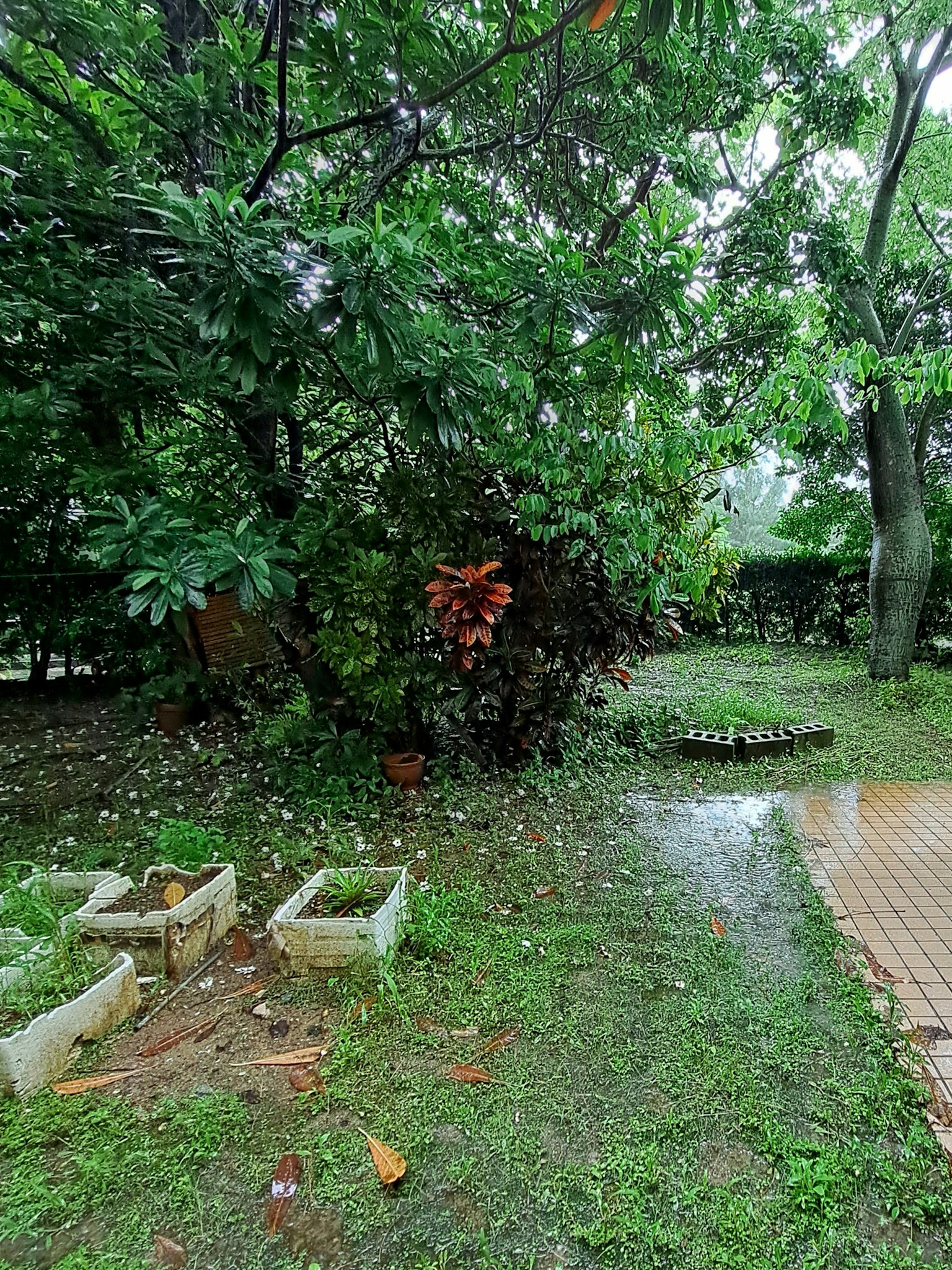 Pemandangan taman subur dengan tanaman dan genangan air