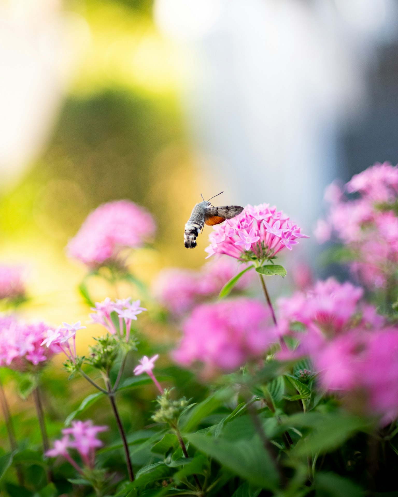 ピンクの花に止まる蜂のクローズアップ写真