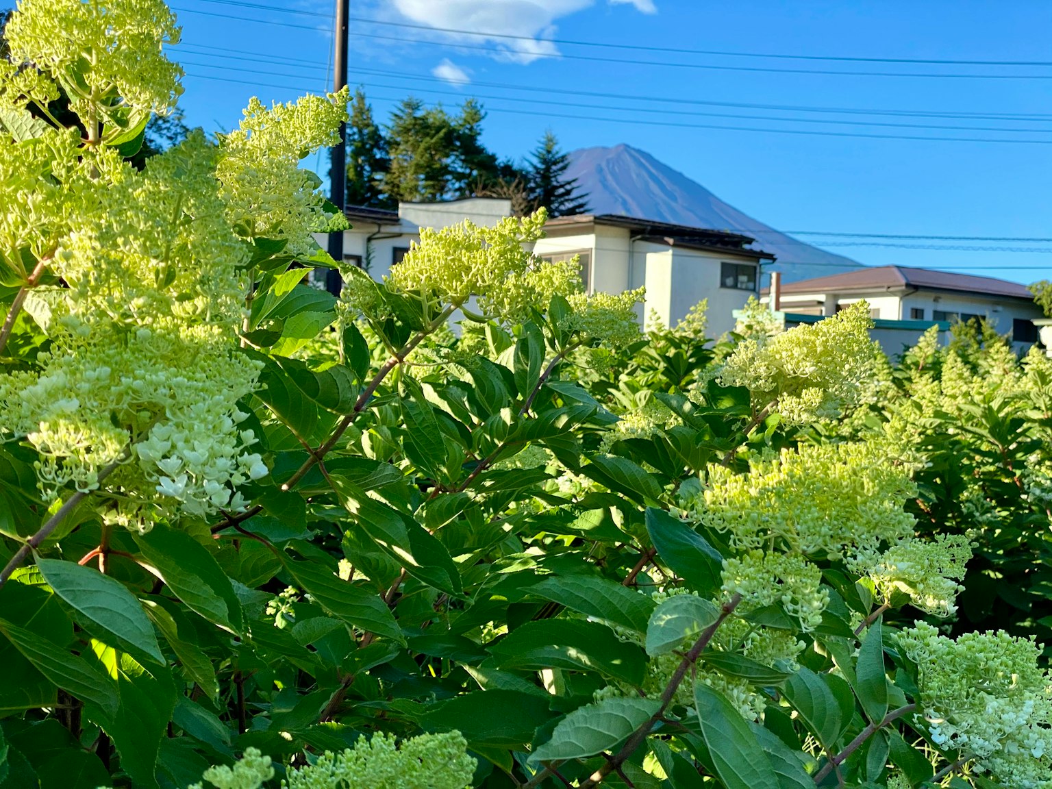 A landscape featuring white flowers under a blue sky with a house and Mount Fuji in the background