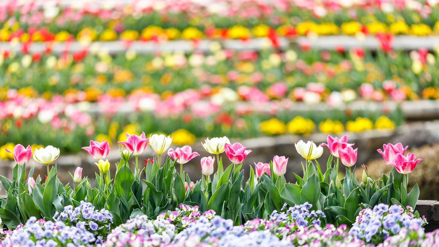 Un bellissimo giardino con tulipani vibranti e fiori in fiore