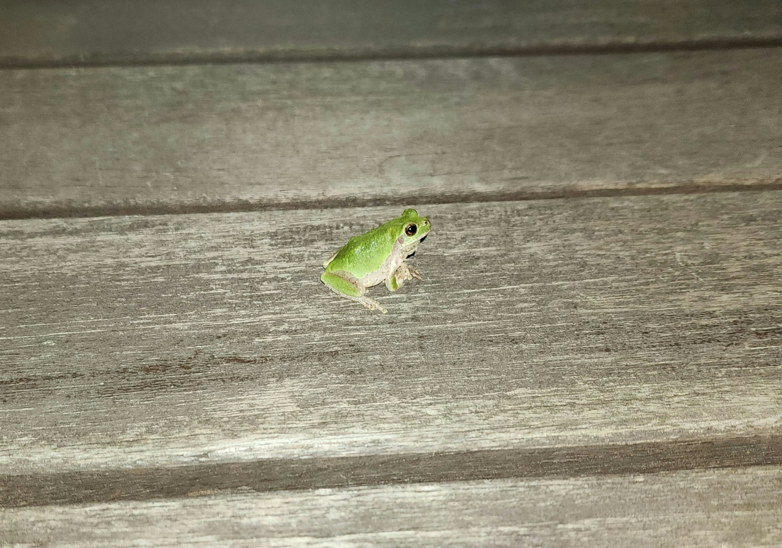 Une petite grenouille verte sur une surface en bois