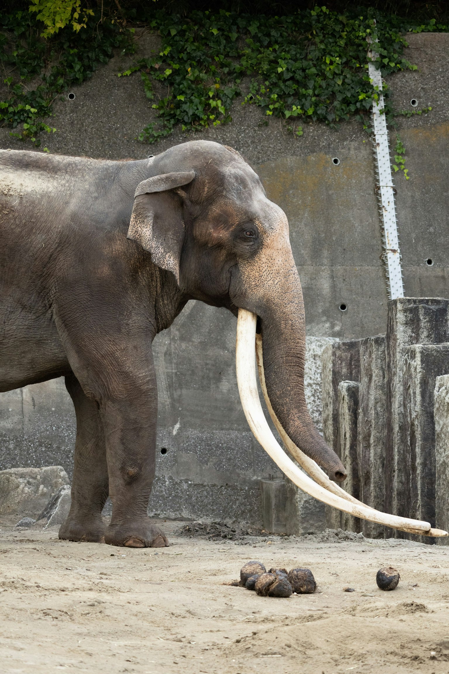 一頭站著的象，長長的象牙在動物園環境中