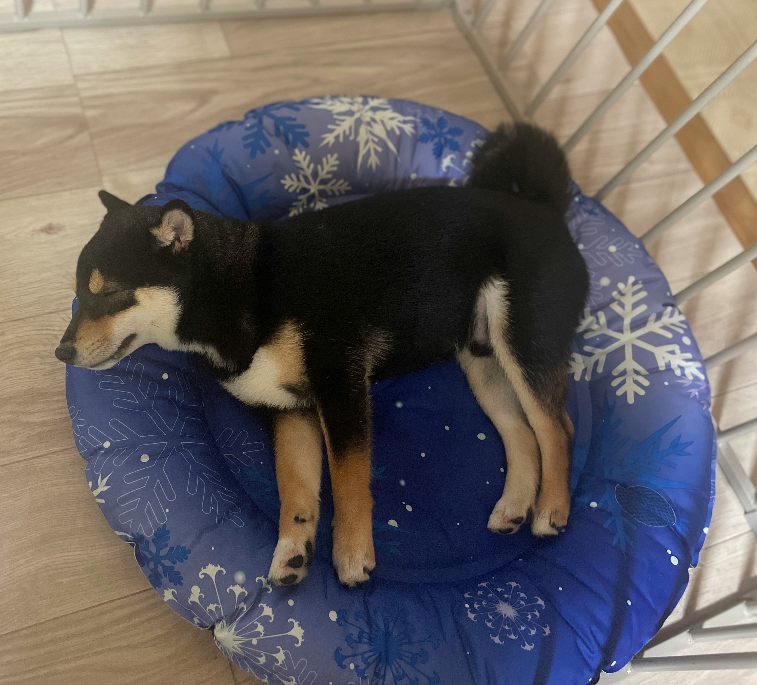 青い雪柄のクッションで丸くなった犬