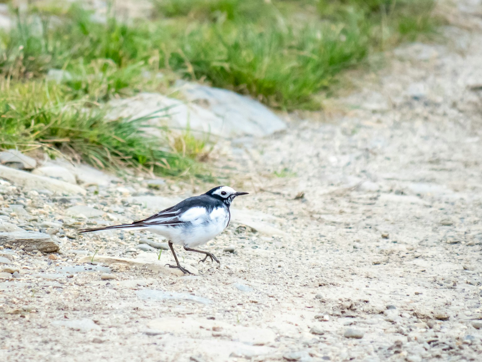 Seekor burung hitam putih berjalan di jalur dengan rumput di sekitarnya