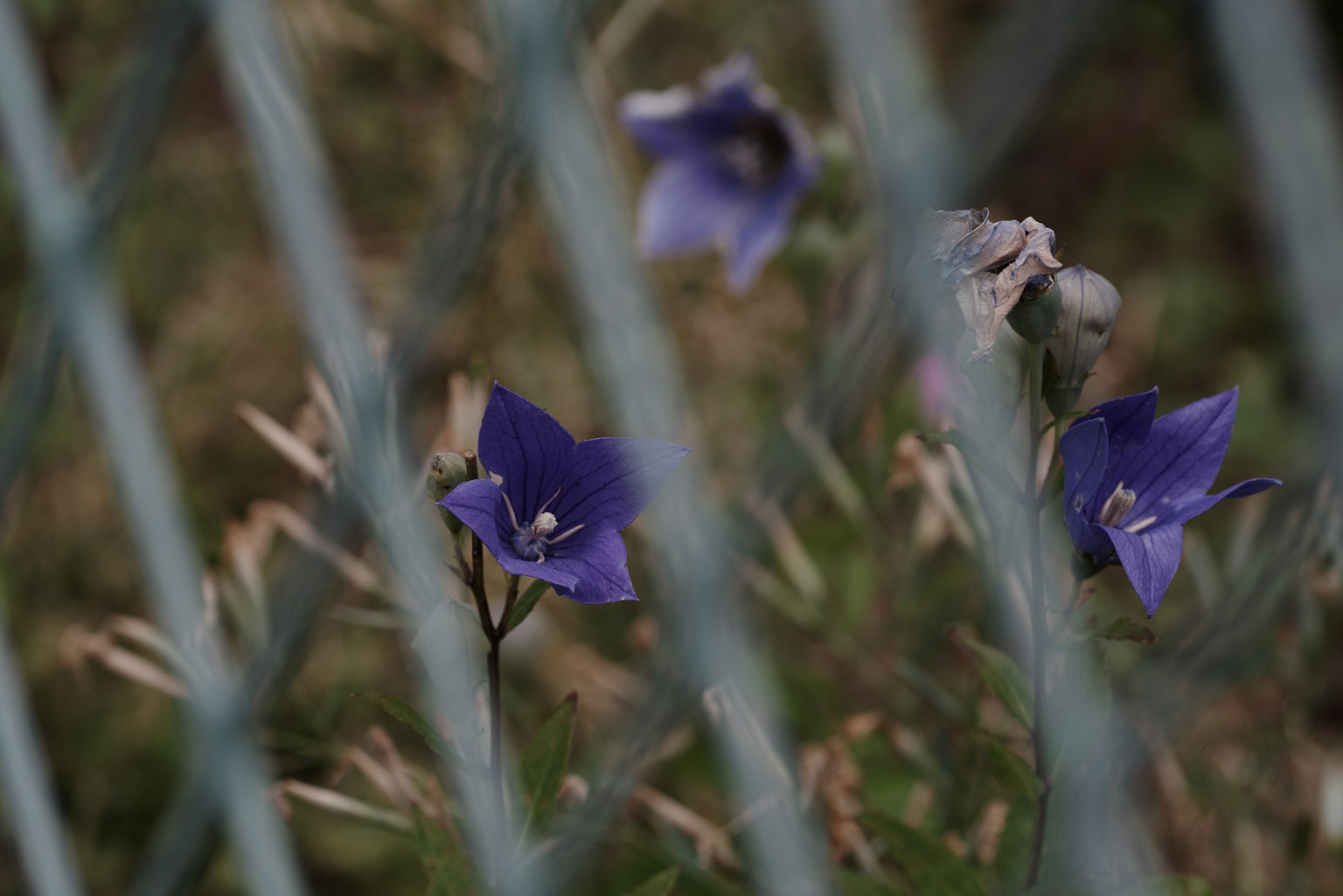 Purple flowers and grass seen through a fence