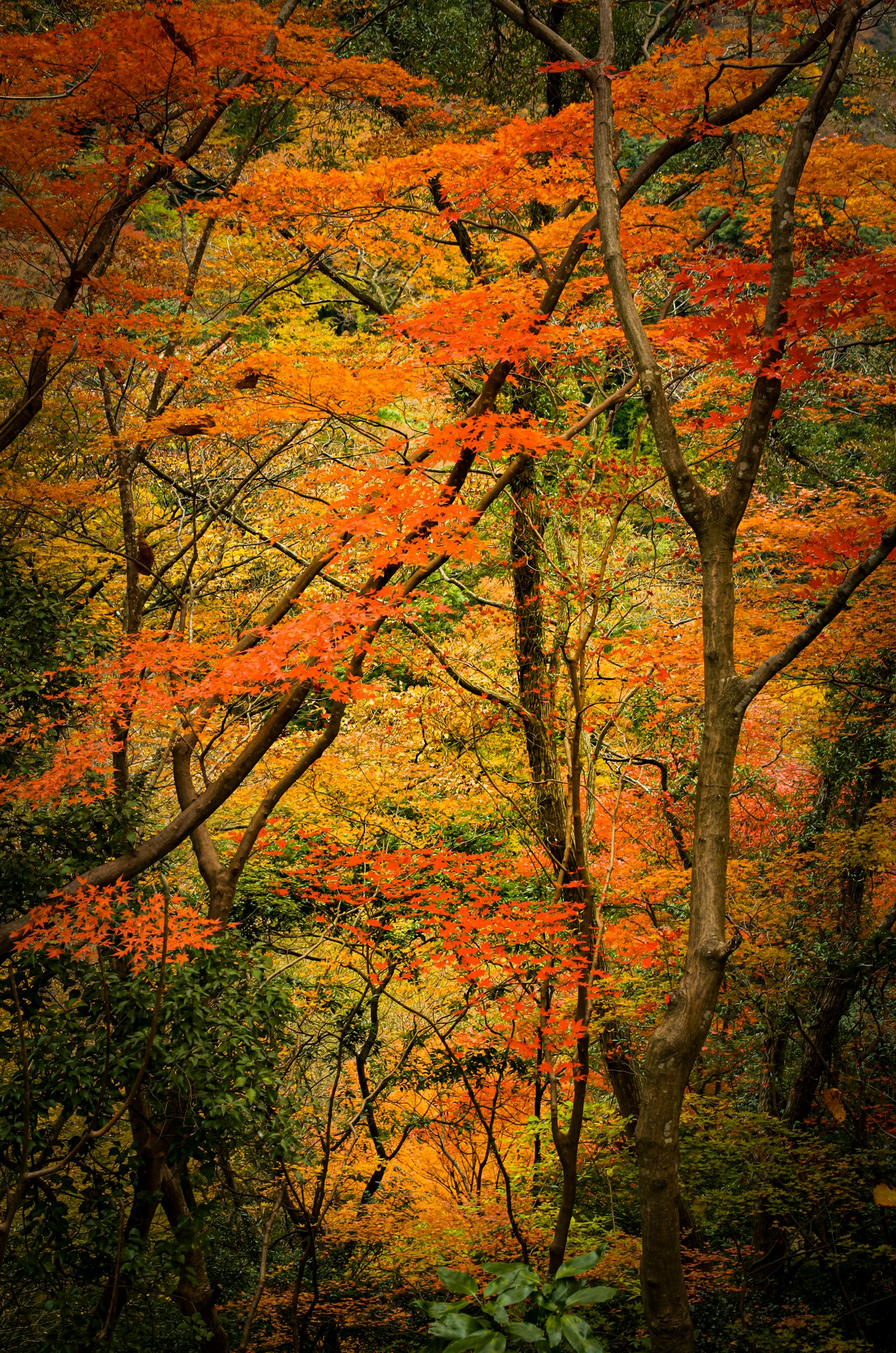 Paysage forestier avec des feuilles d'automne vibrantes