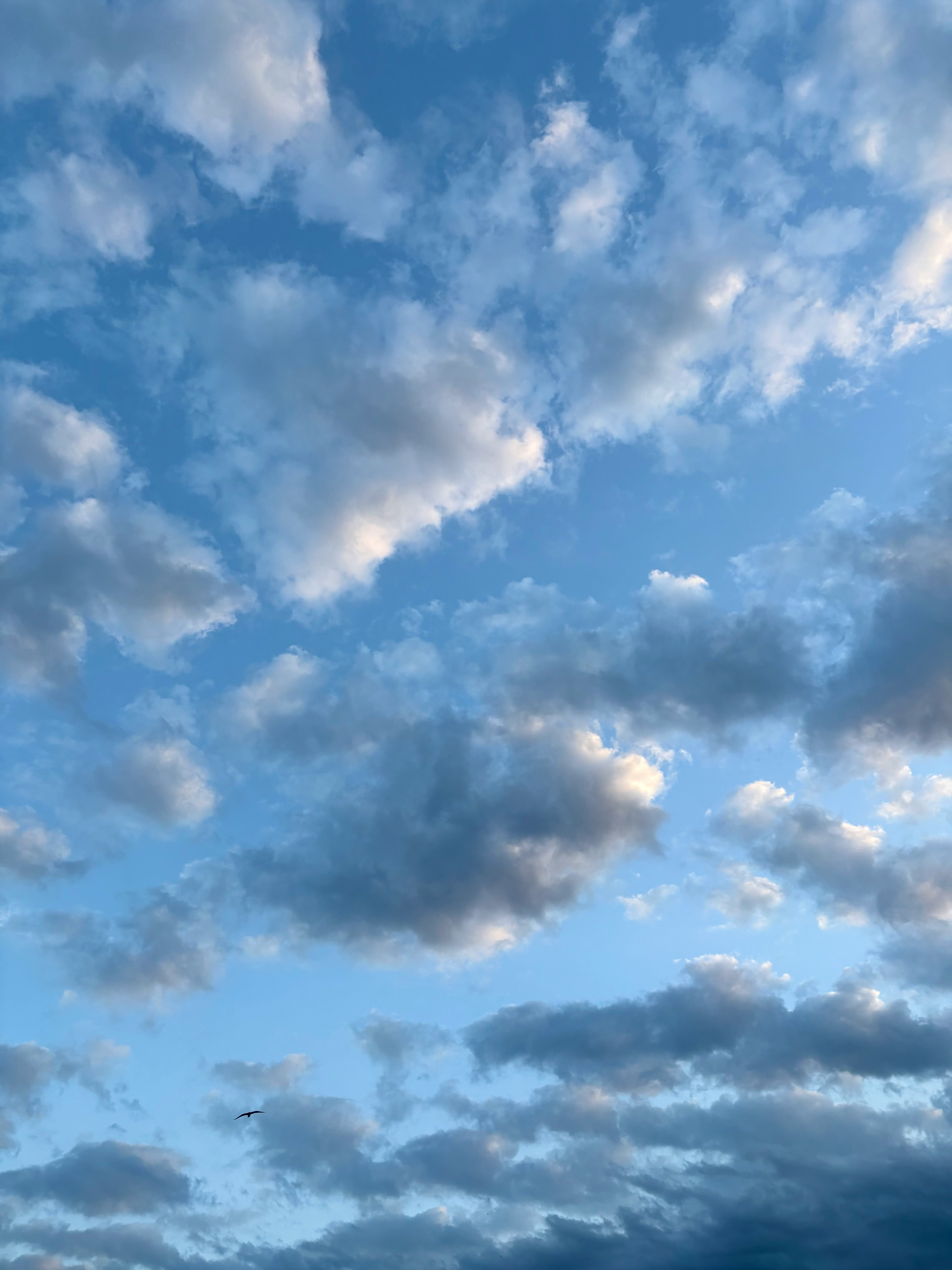 秋の空に浮かぶ鳥と雲
