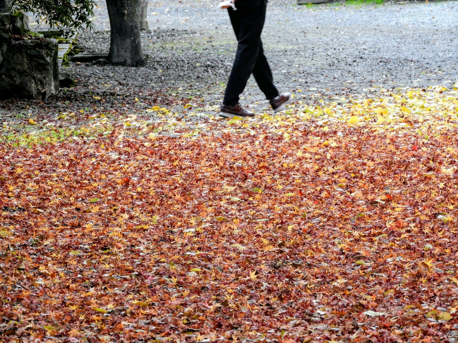 落ち葉の上を歩く人の姿