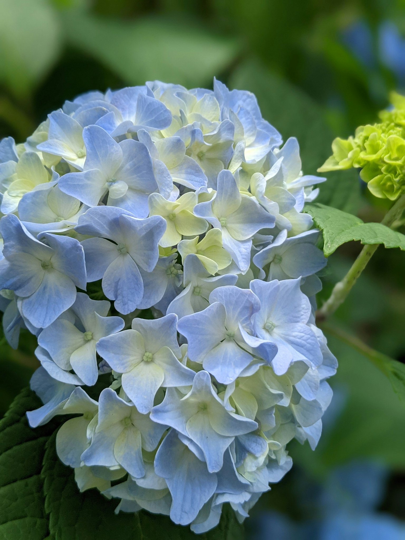 淡藍色和奶油色的繡球花花朵簇
