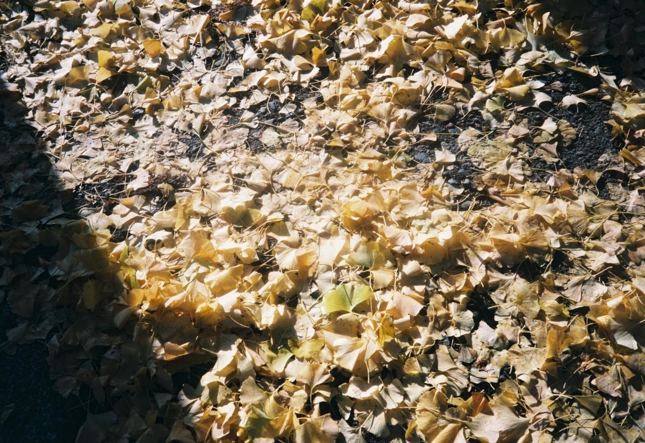 ground covered with fallen leaves
