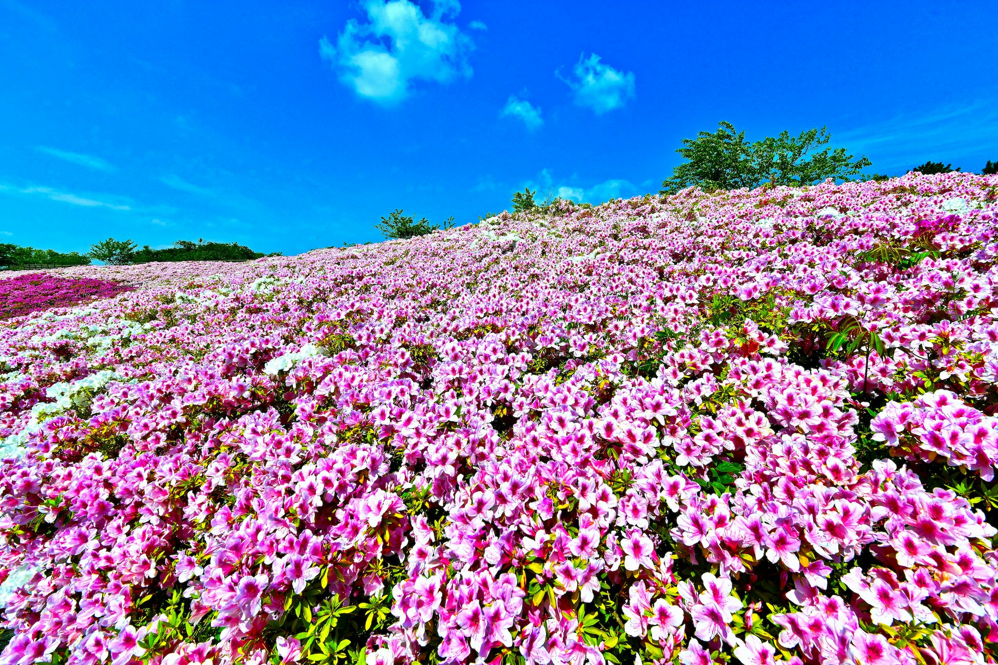 丘一面に咲くピンクの花畑