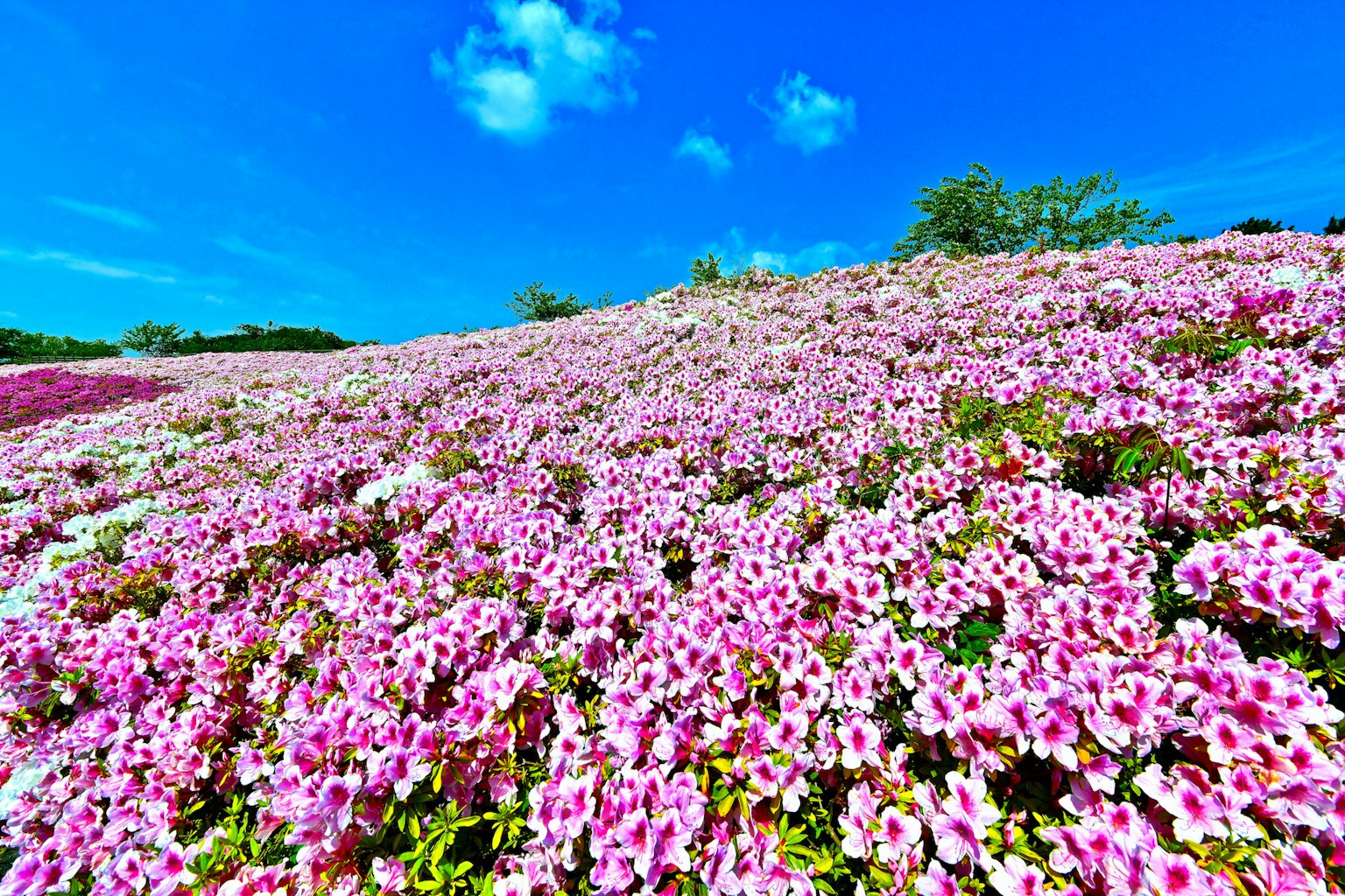 Lapangan bunga pink di bawah langit biru