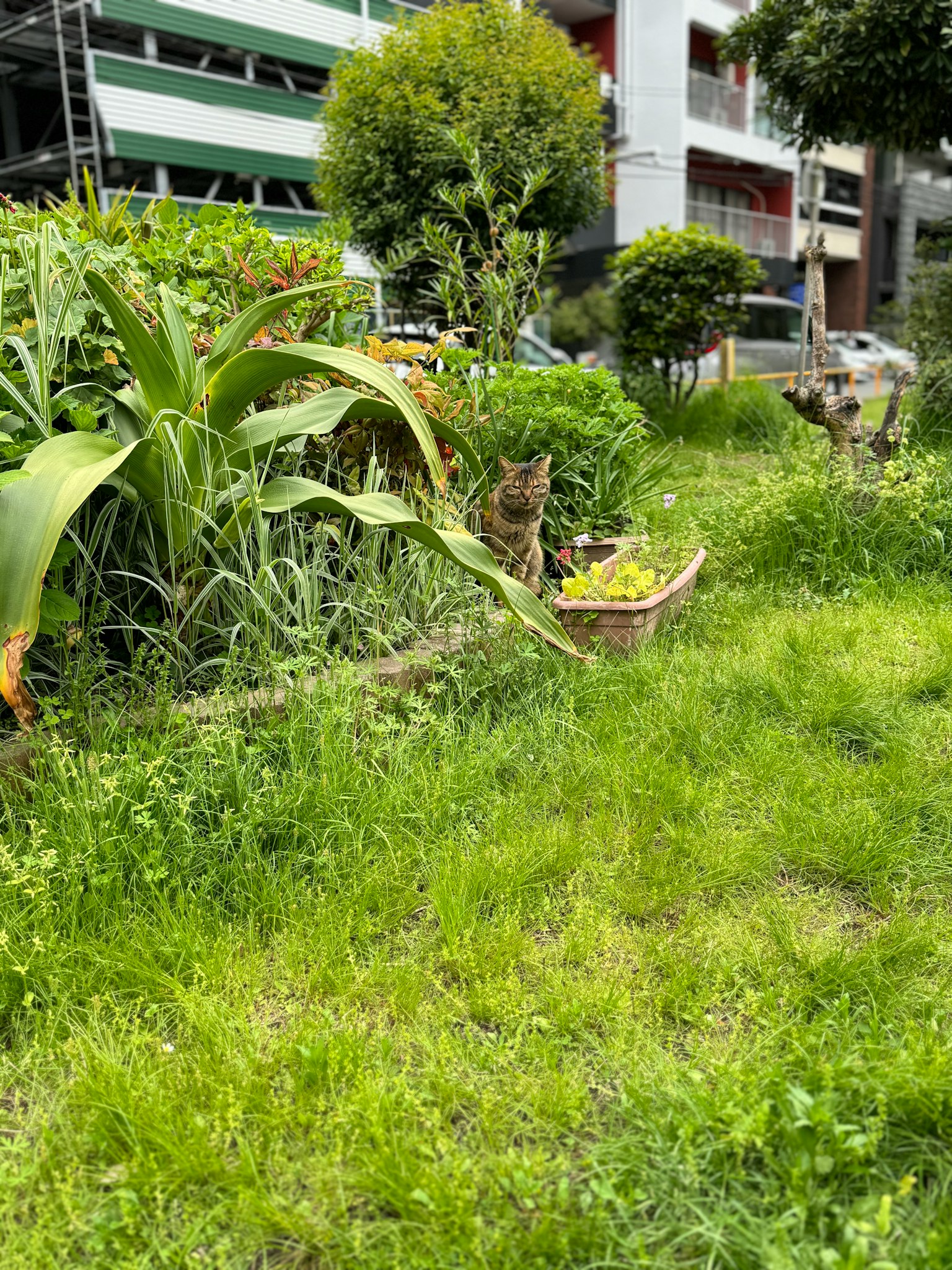 郁郁葱葱的花园与蔬菜和附近的建筑