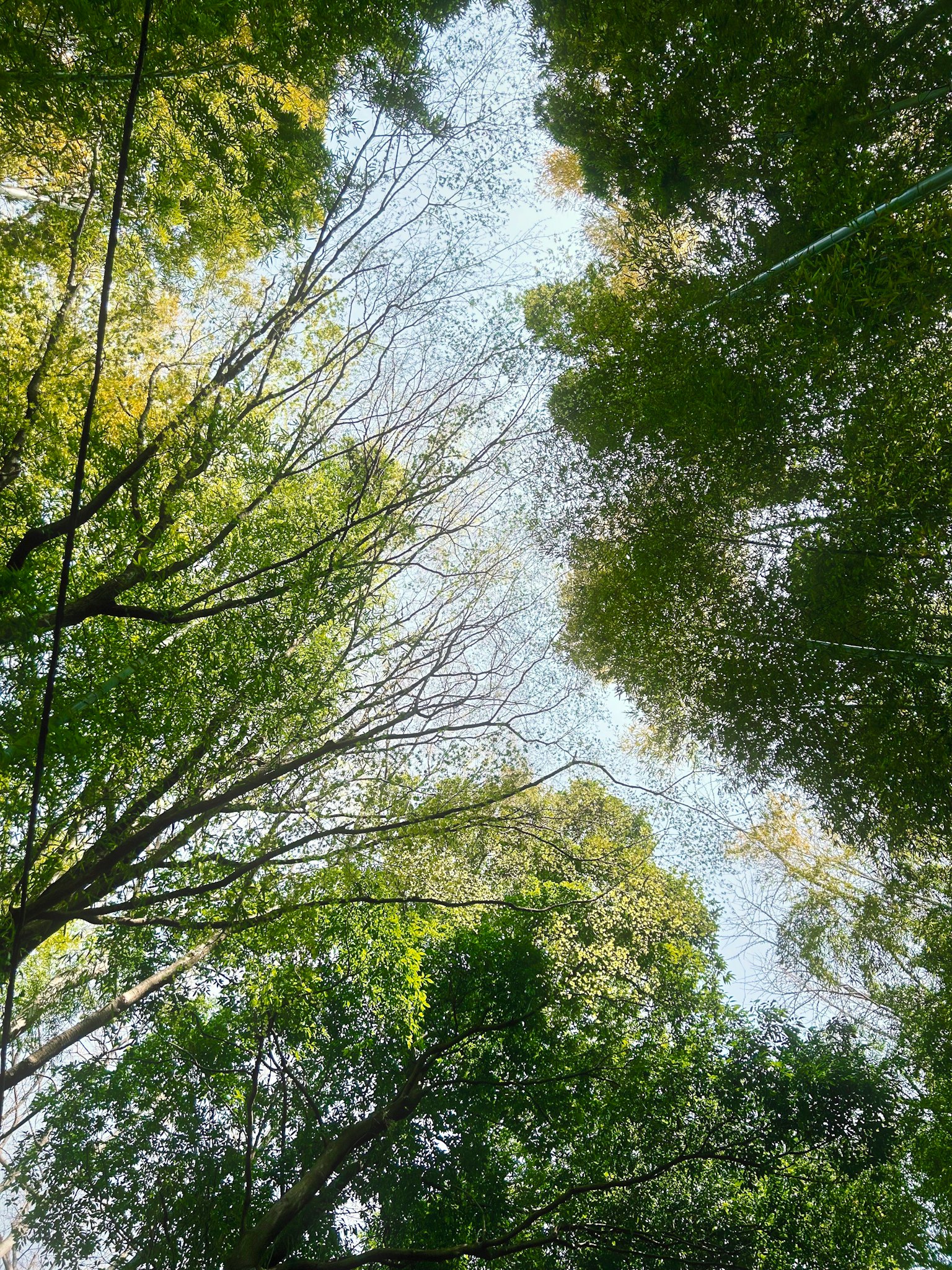 Vista del cielo azul y hojas verdes a través de las ramas de los árboles