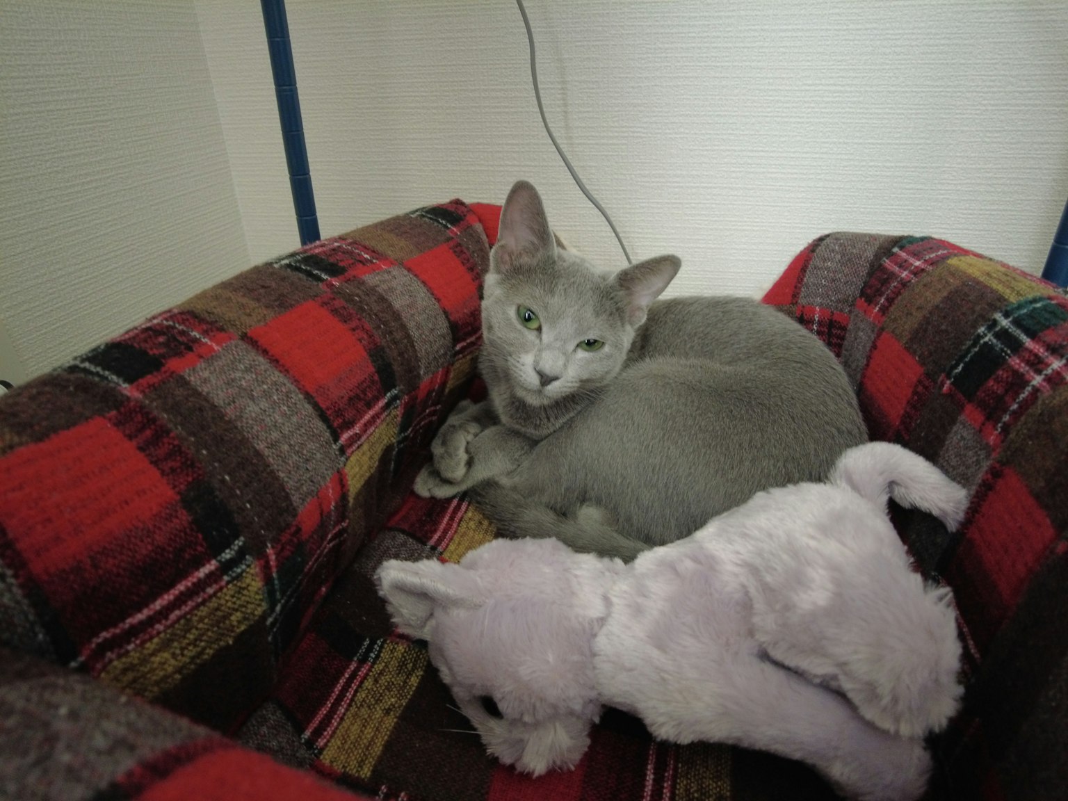 Gray cat resting on a red and black plaid bed next to a stuffed cat