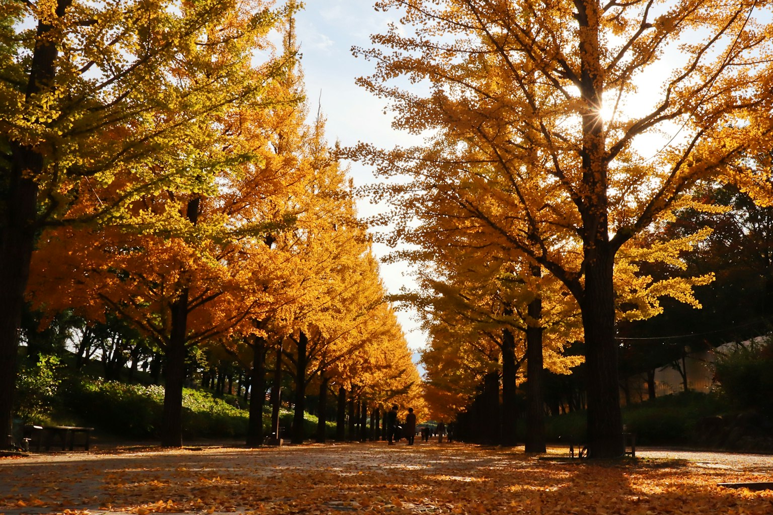 Vista escénica de árboles de ginkgo con follaje otoñal