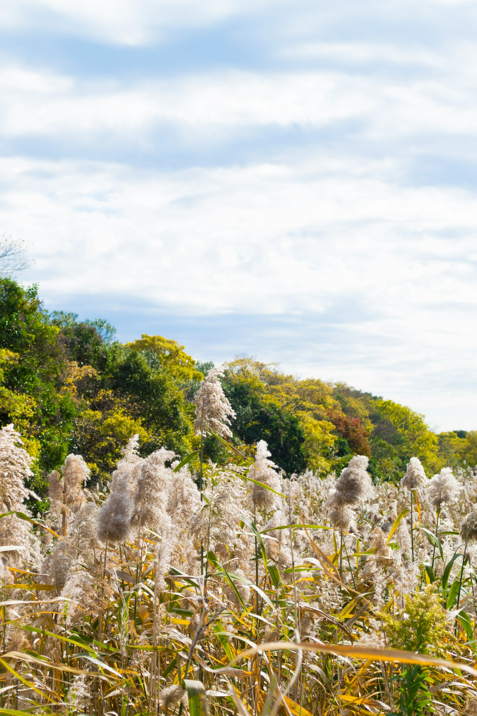 A field of swaying grasses under a blue sky with colorful trees
