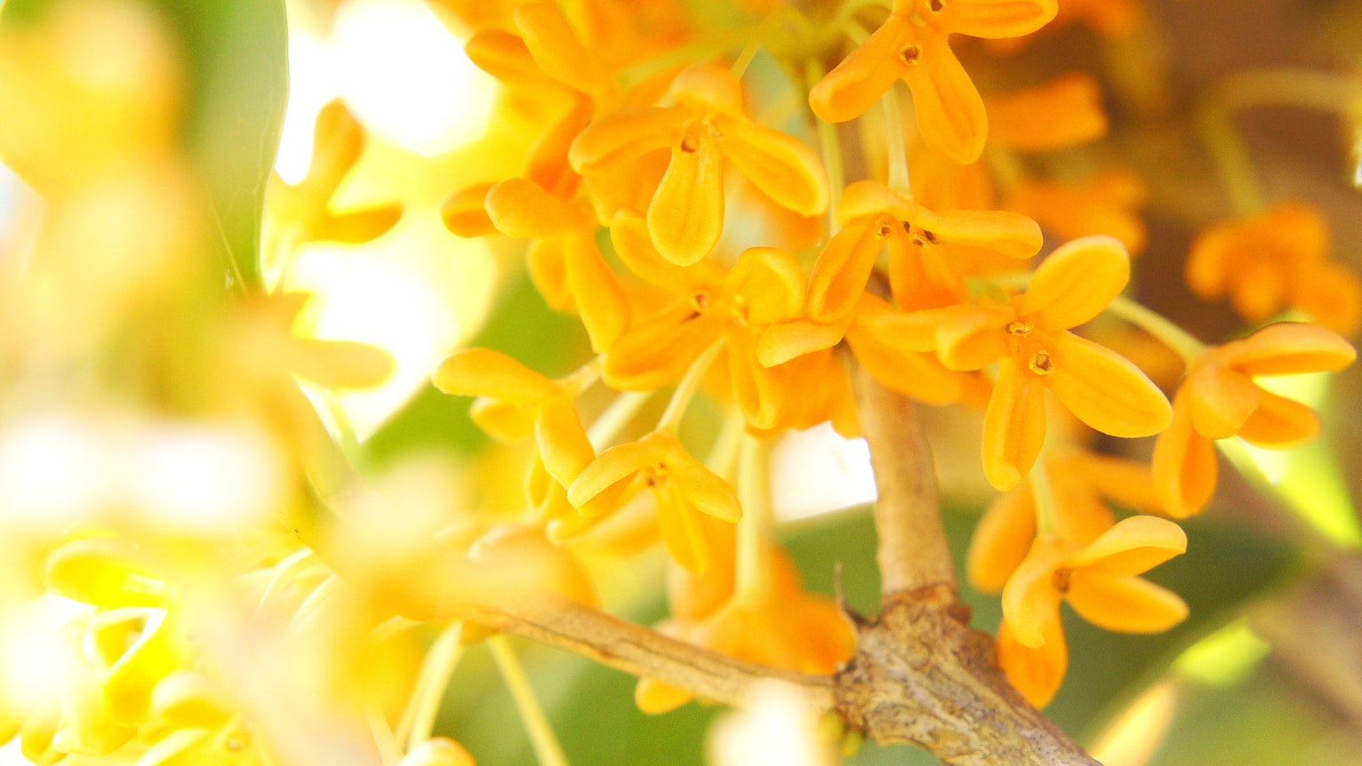 Gros plan de fleurs orange vif sur une plante