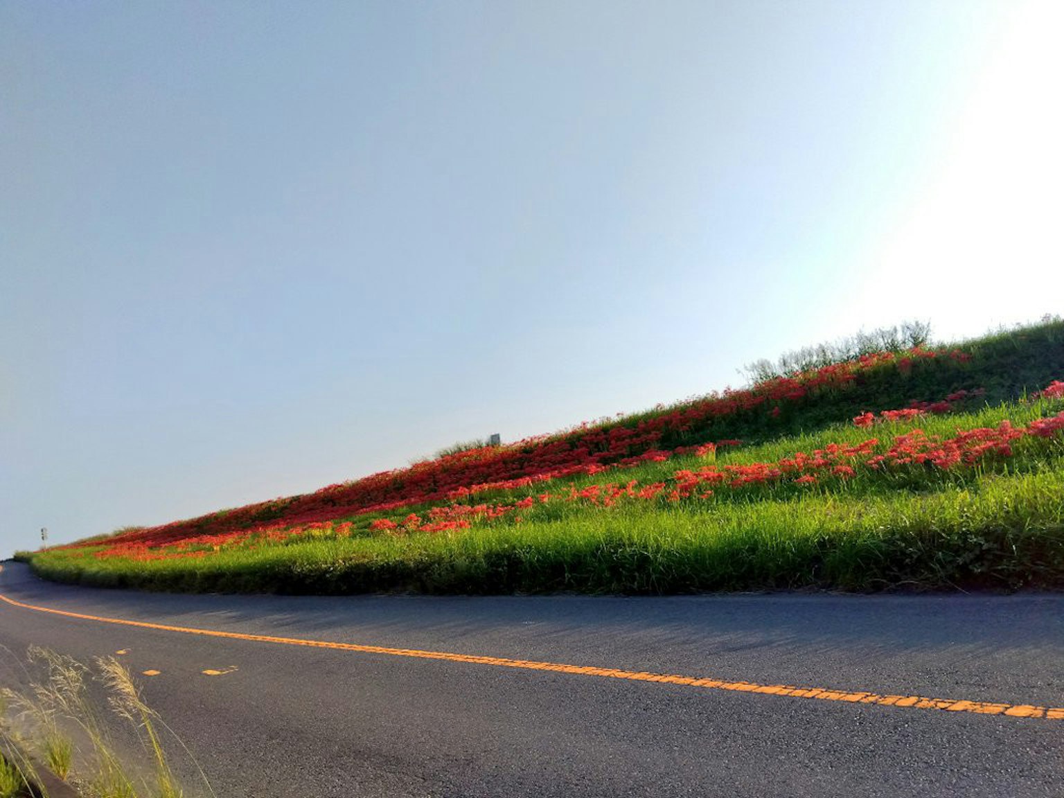 一条弯曲道路旁边有绿色草坪和盛开红花的倾斜山丘的风景